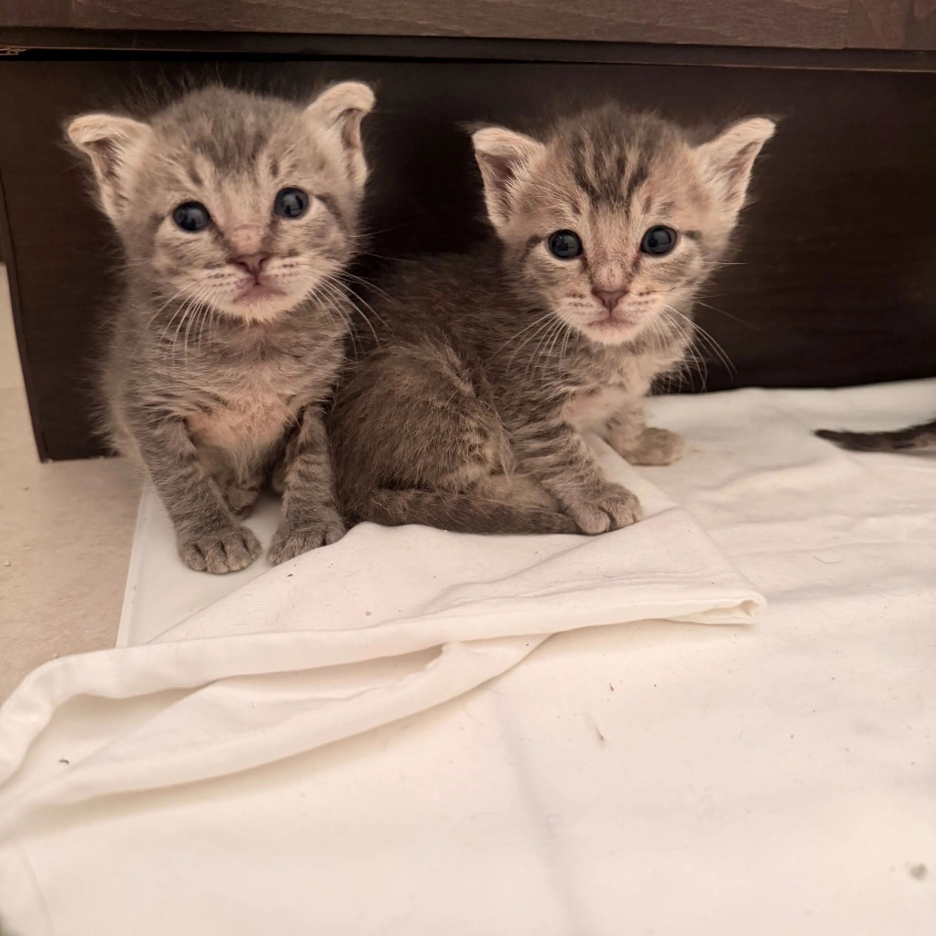 Found pet-3
