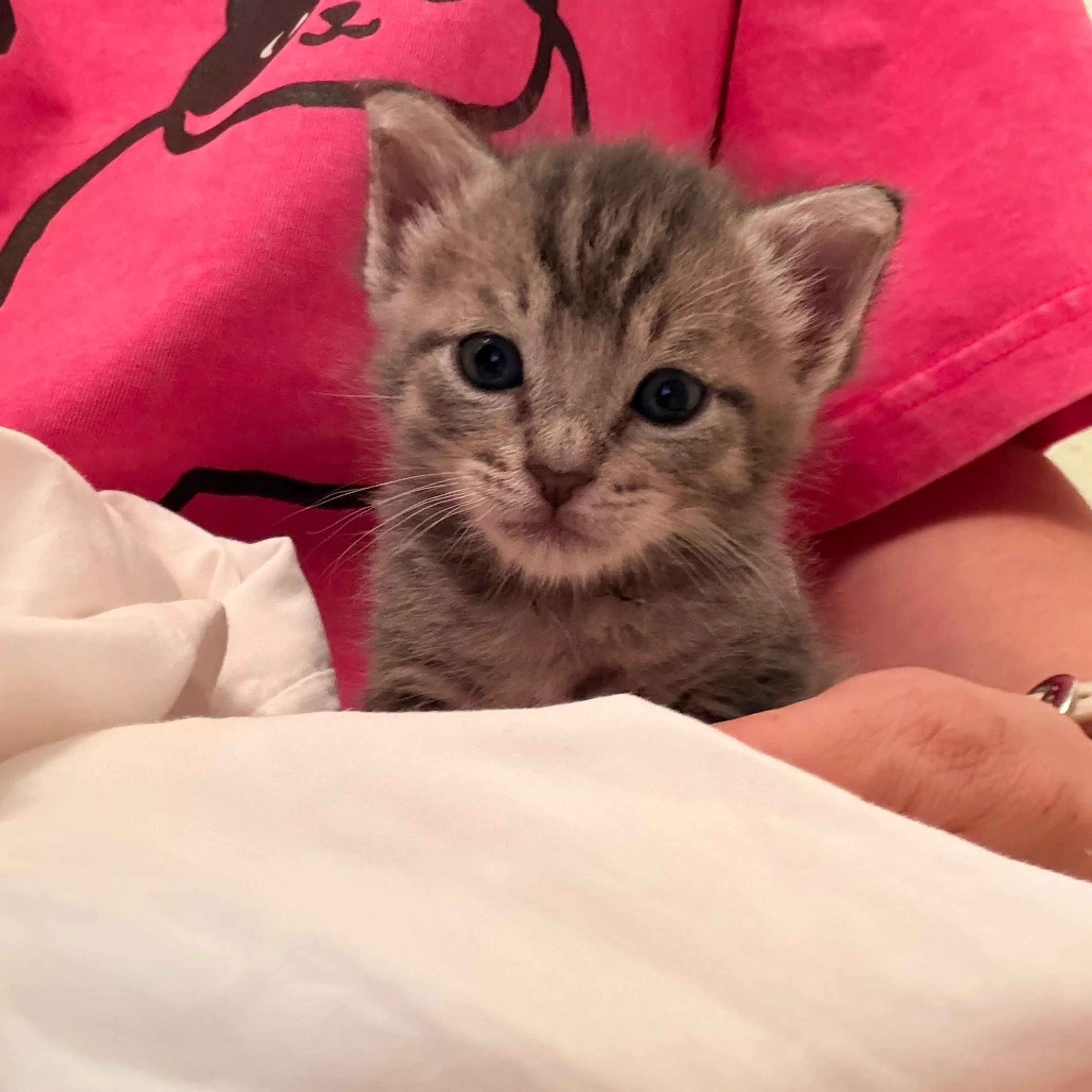 Found pet-2