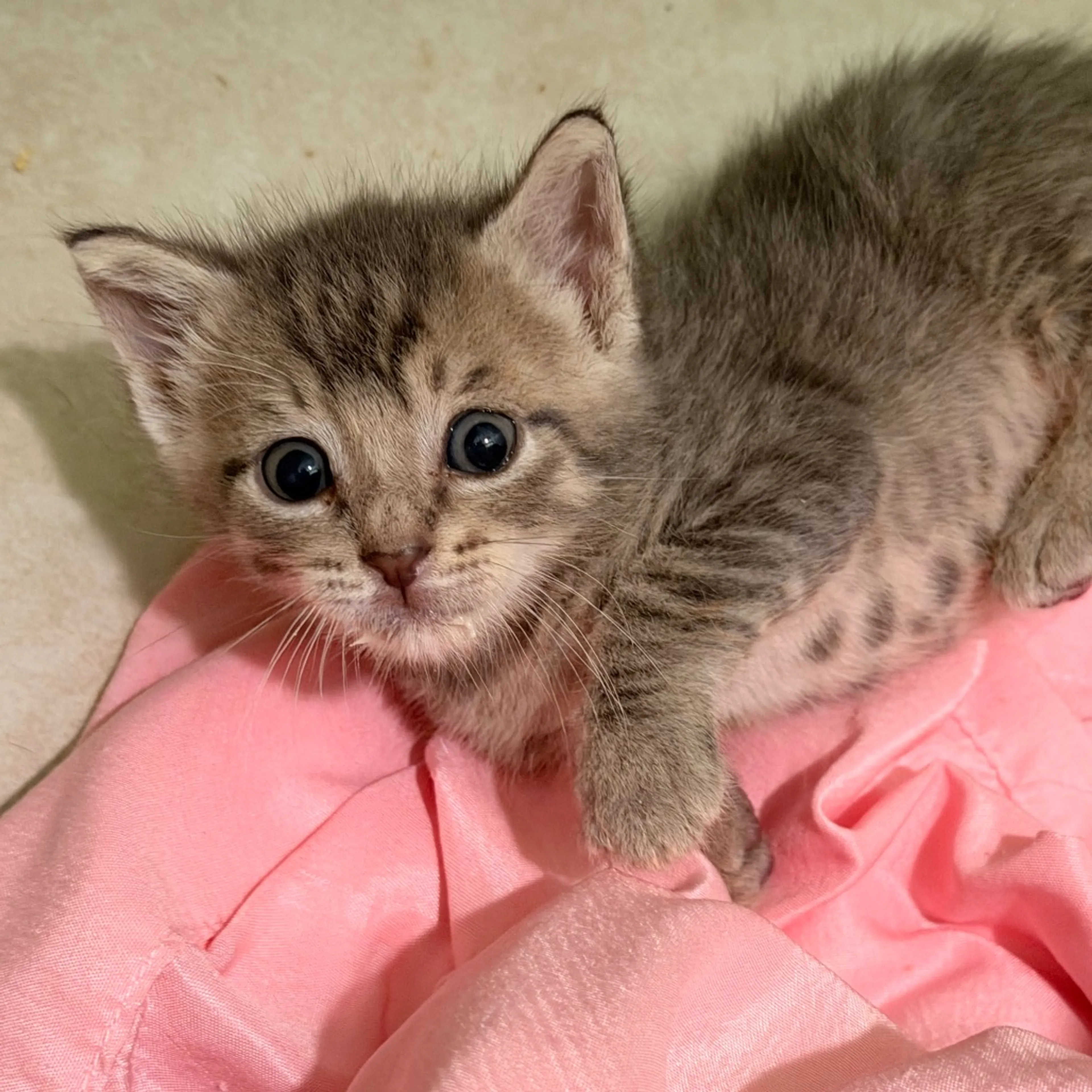 Found pet-1