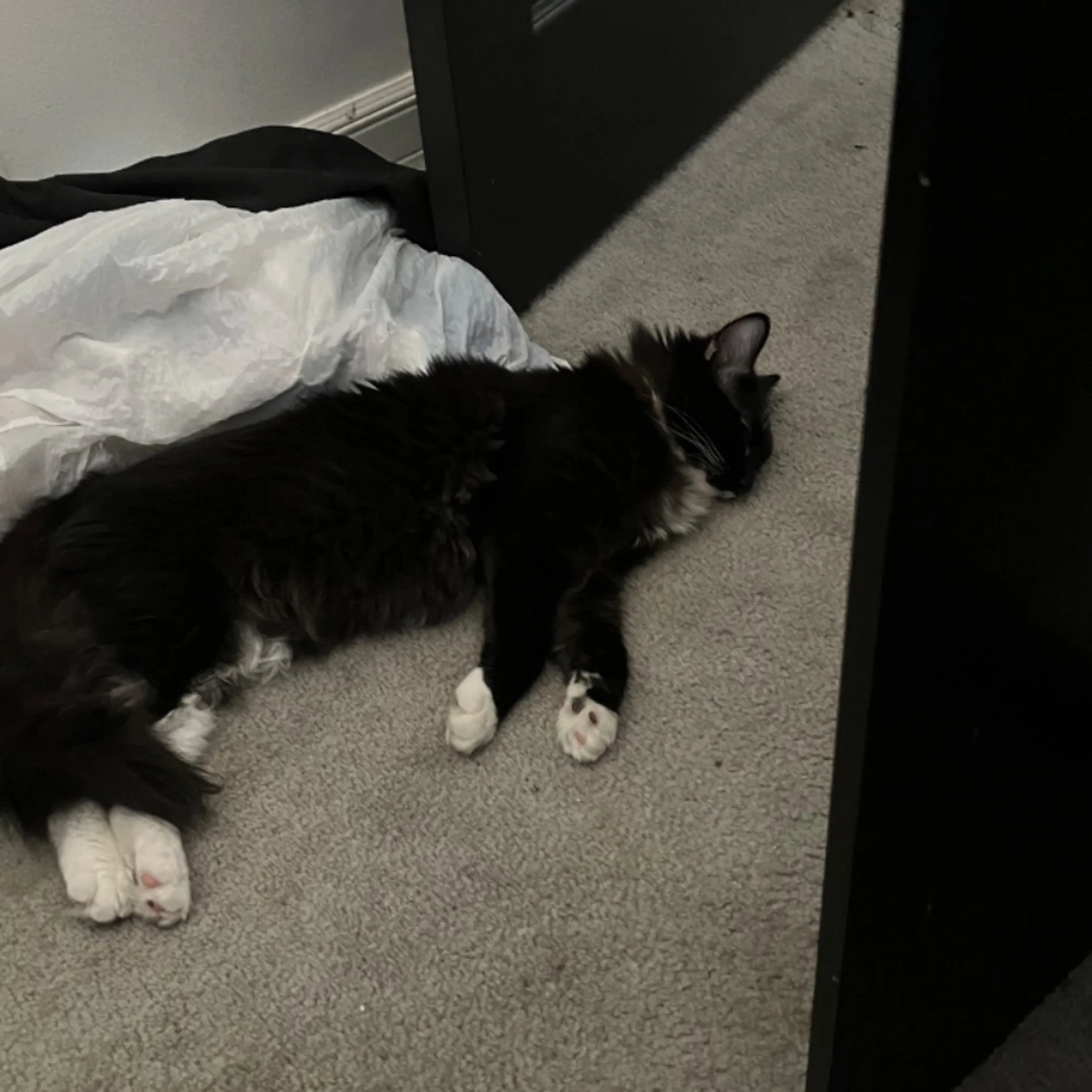 Lost pet
