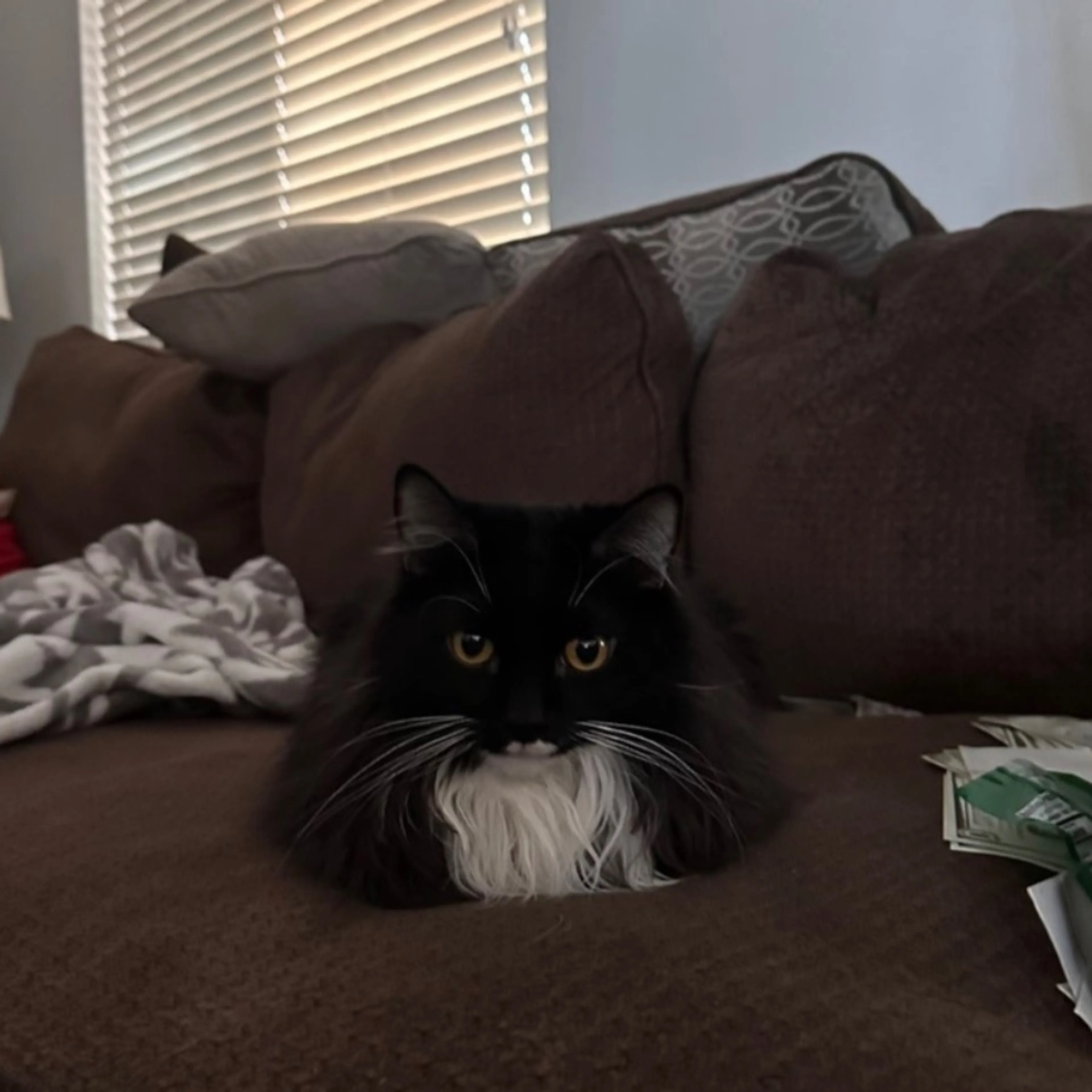 Lost pet