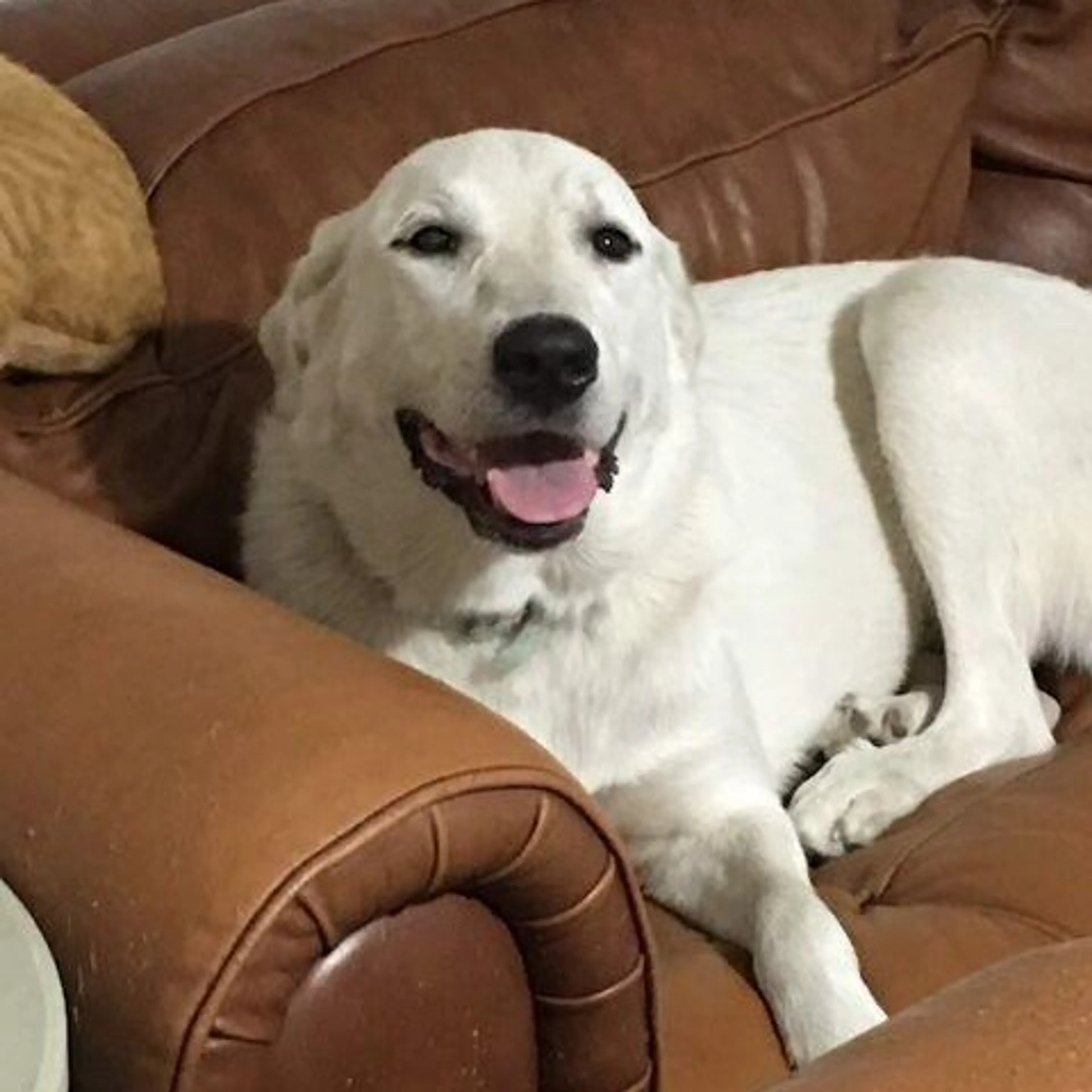 Found pet-3