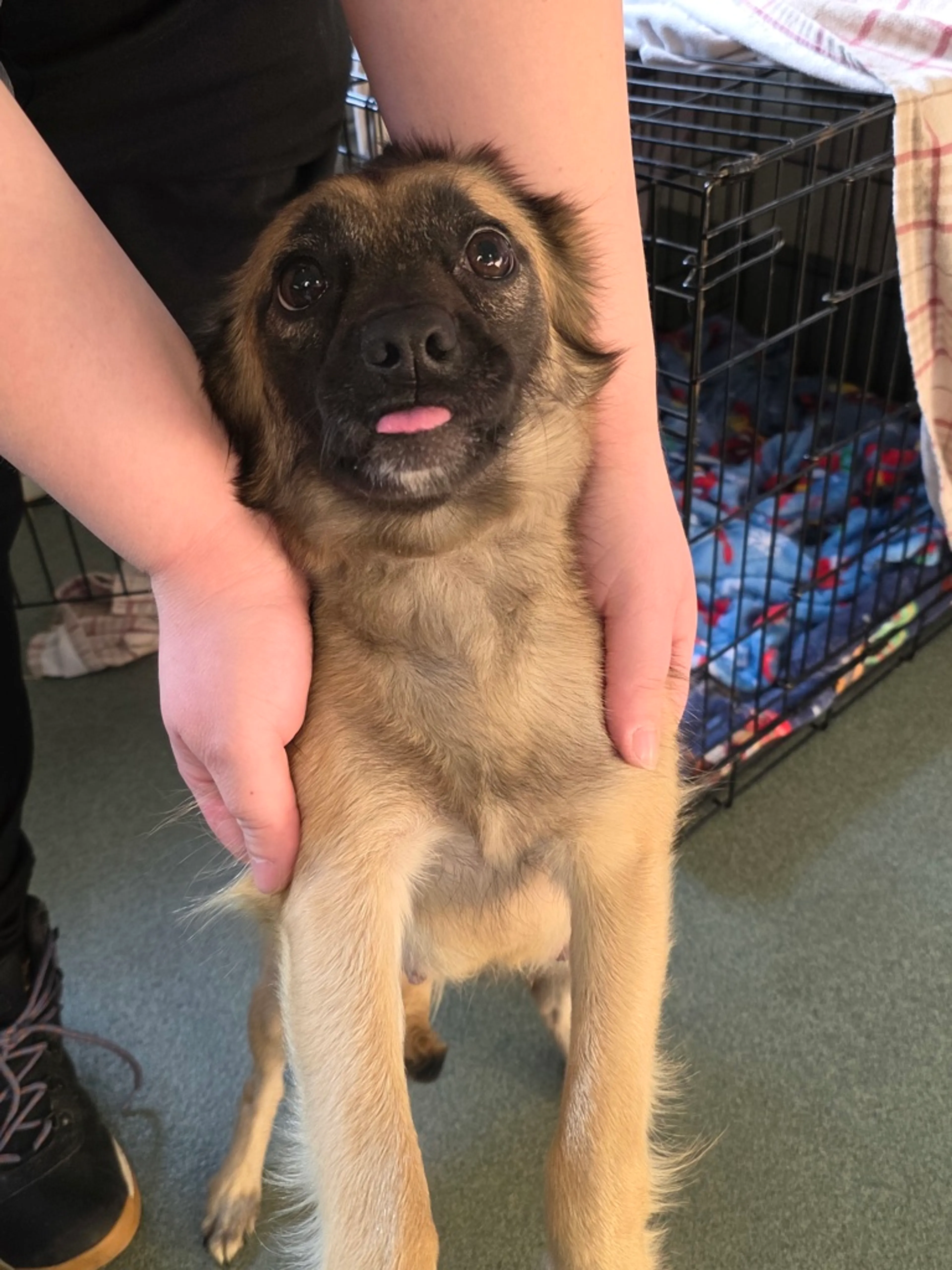 Found pet