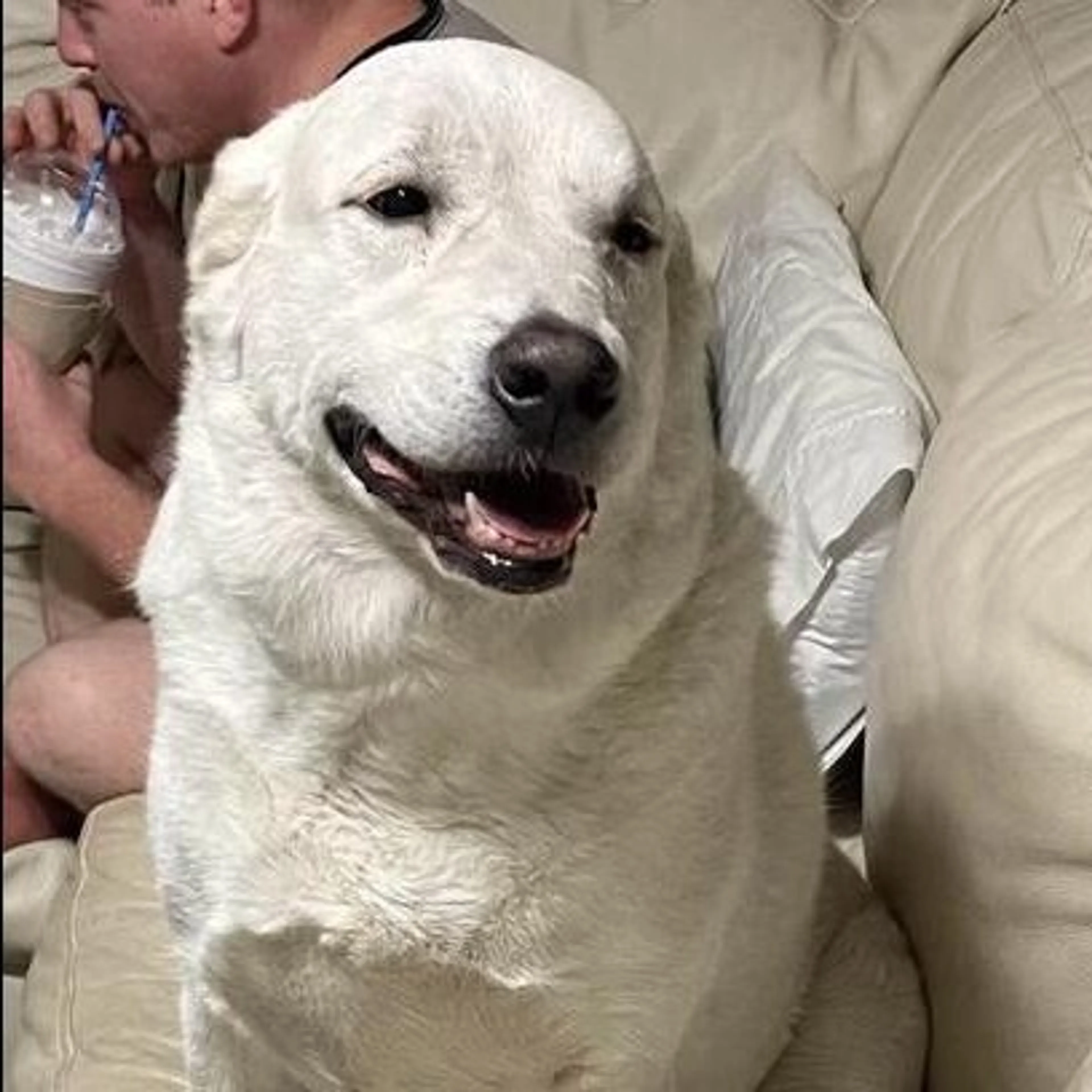 Found pet-0