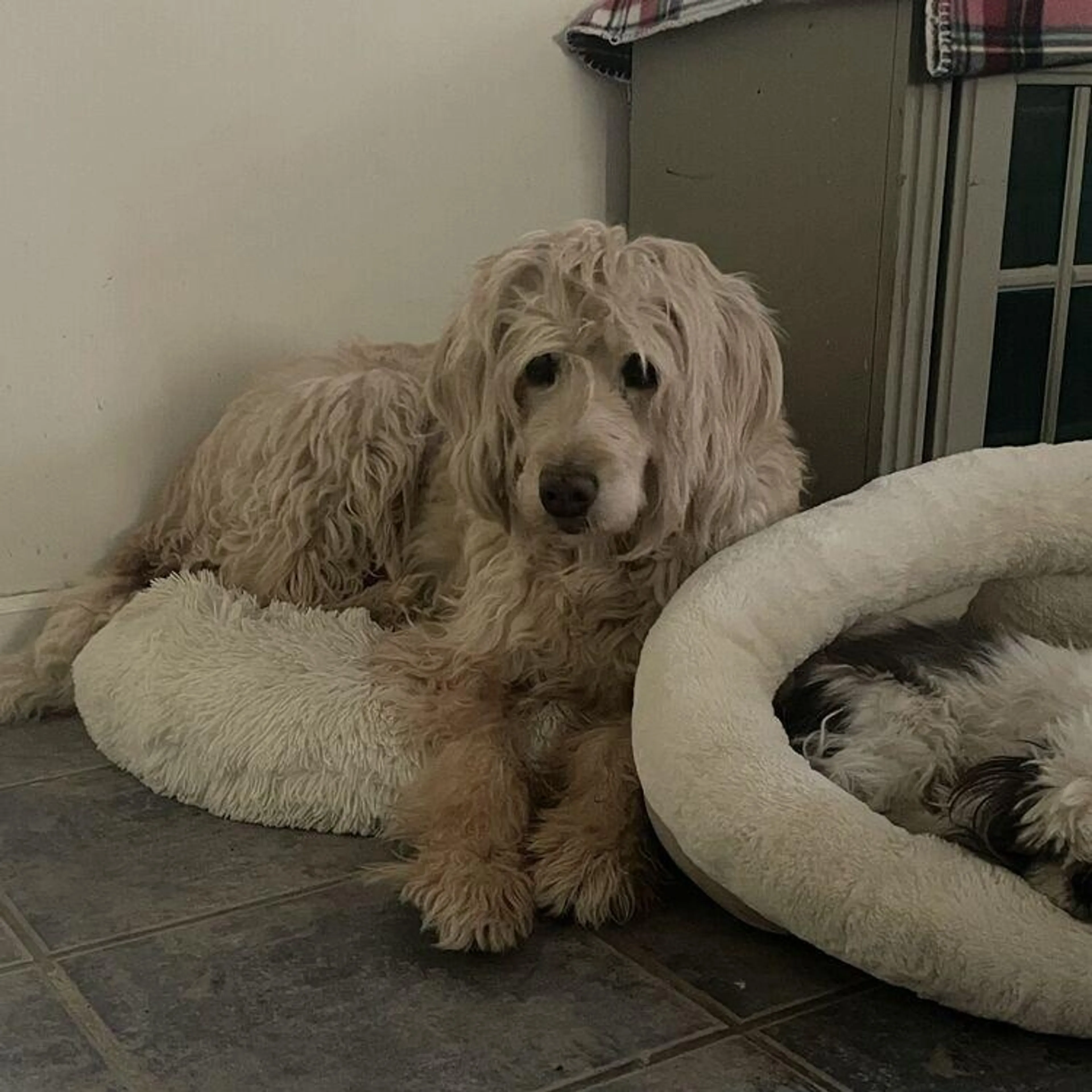 Found pet-4