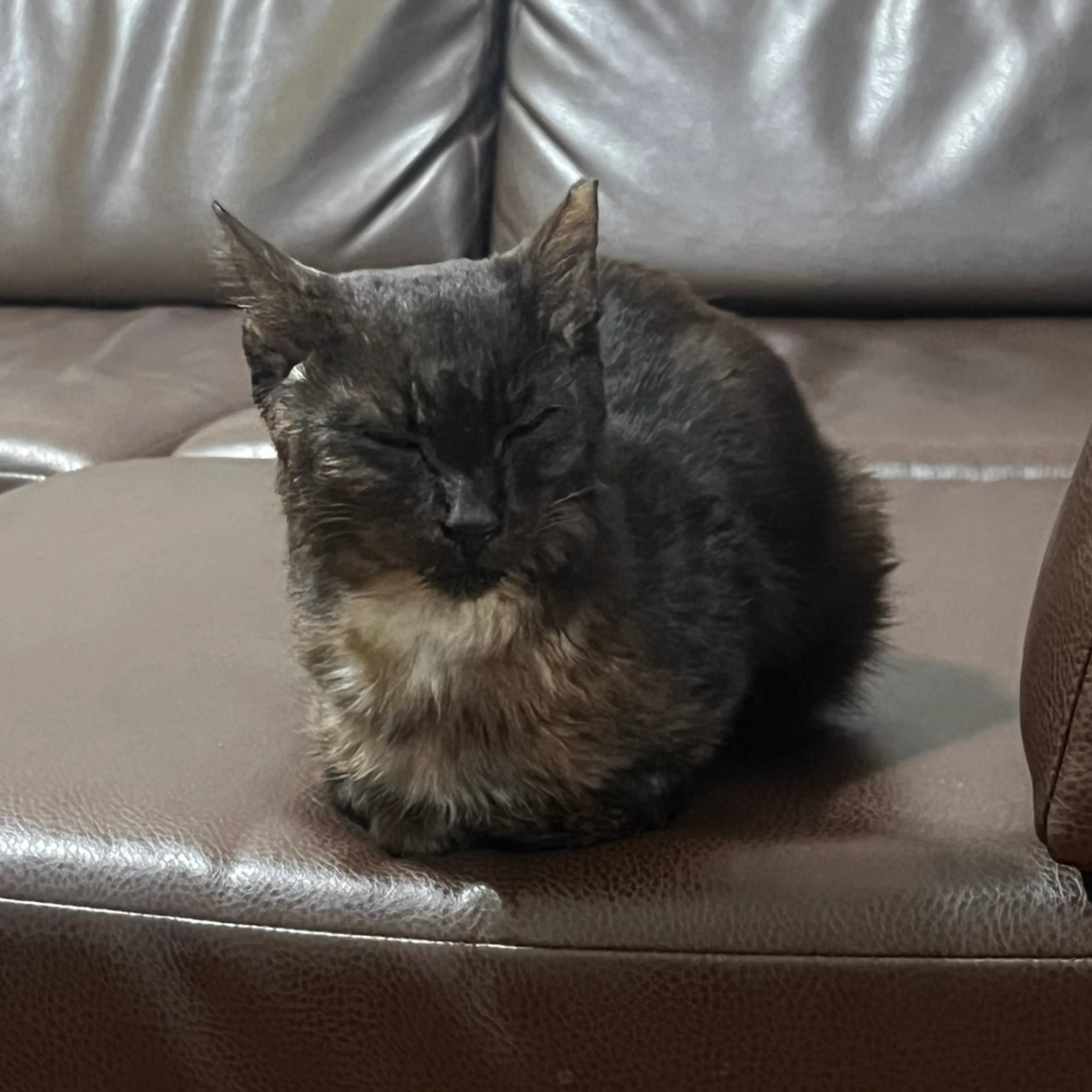Found pet-6