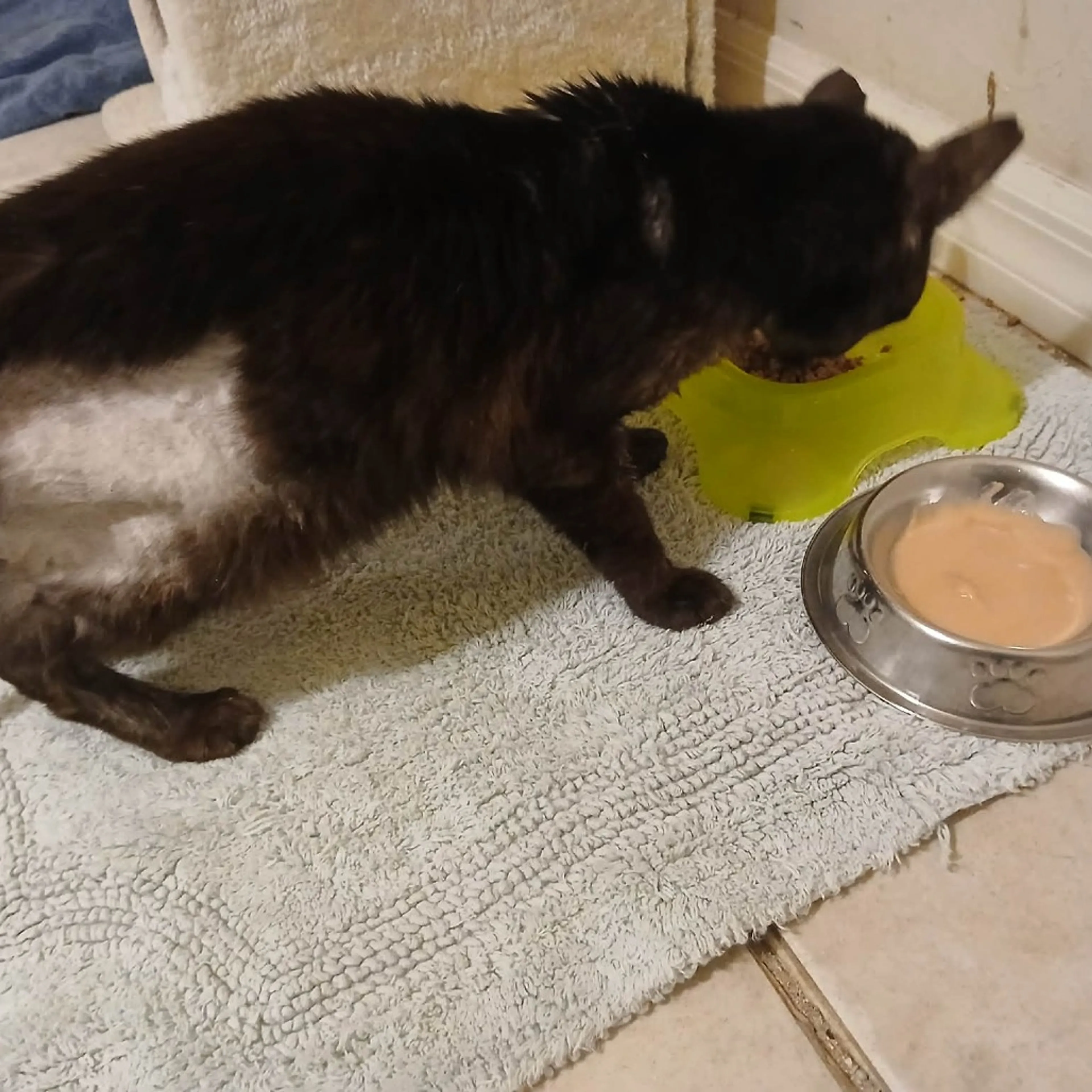 Found pet-2