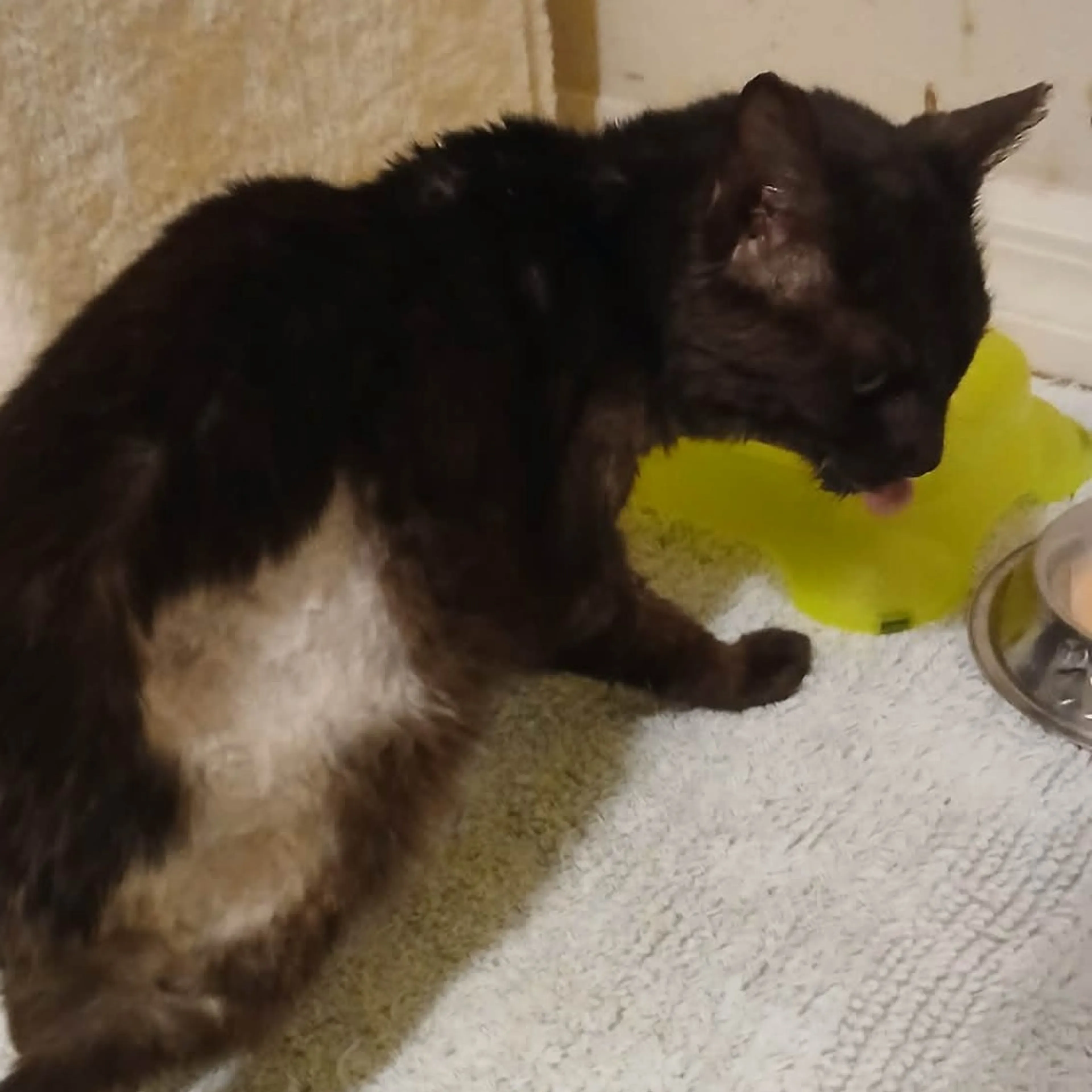 Found pet-3