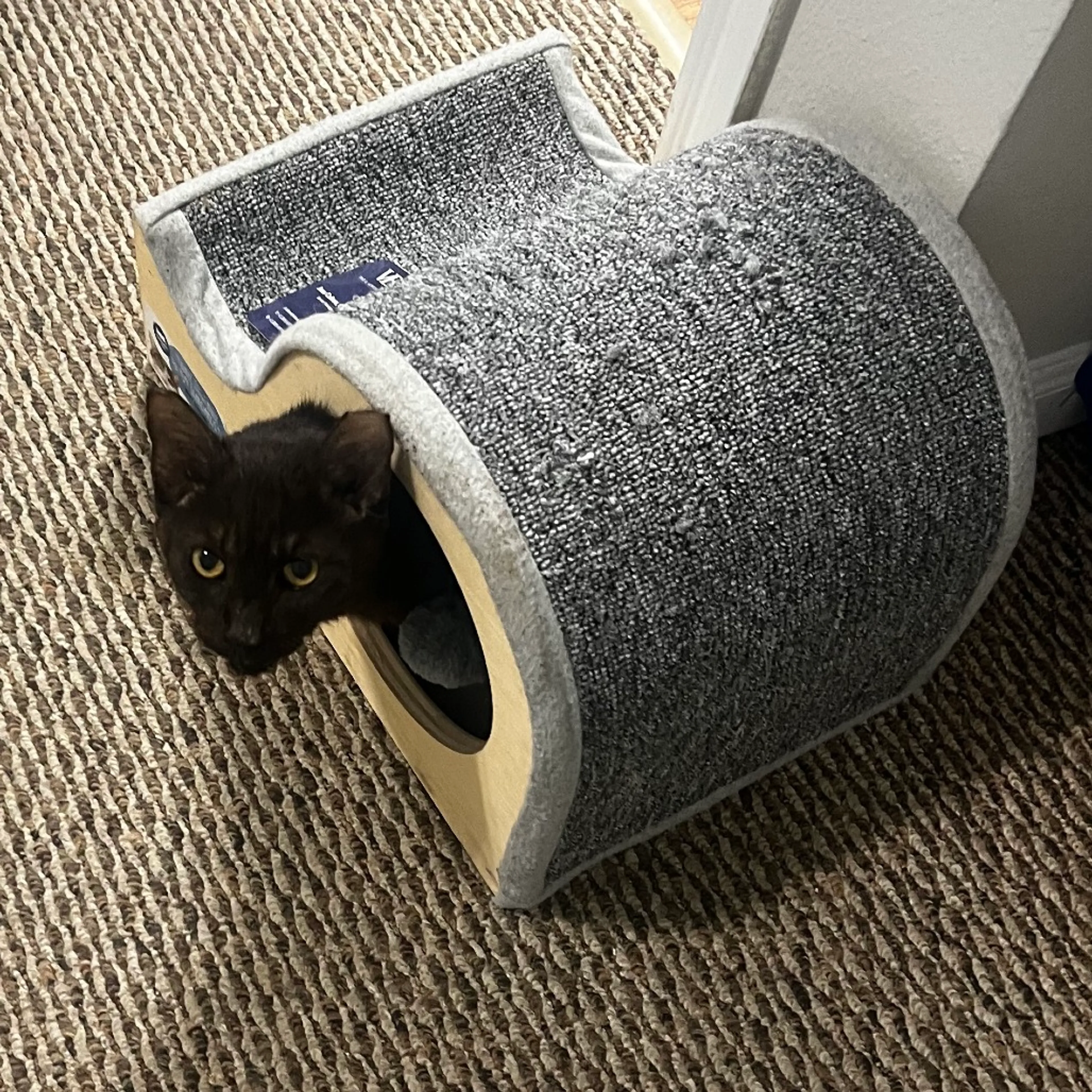 Found pet-4