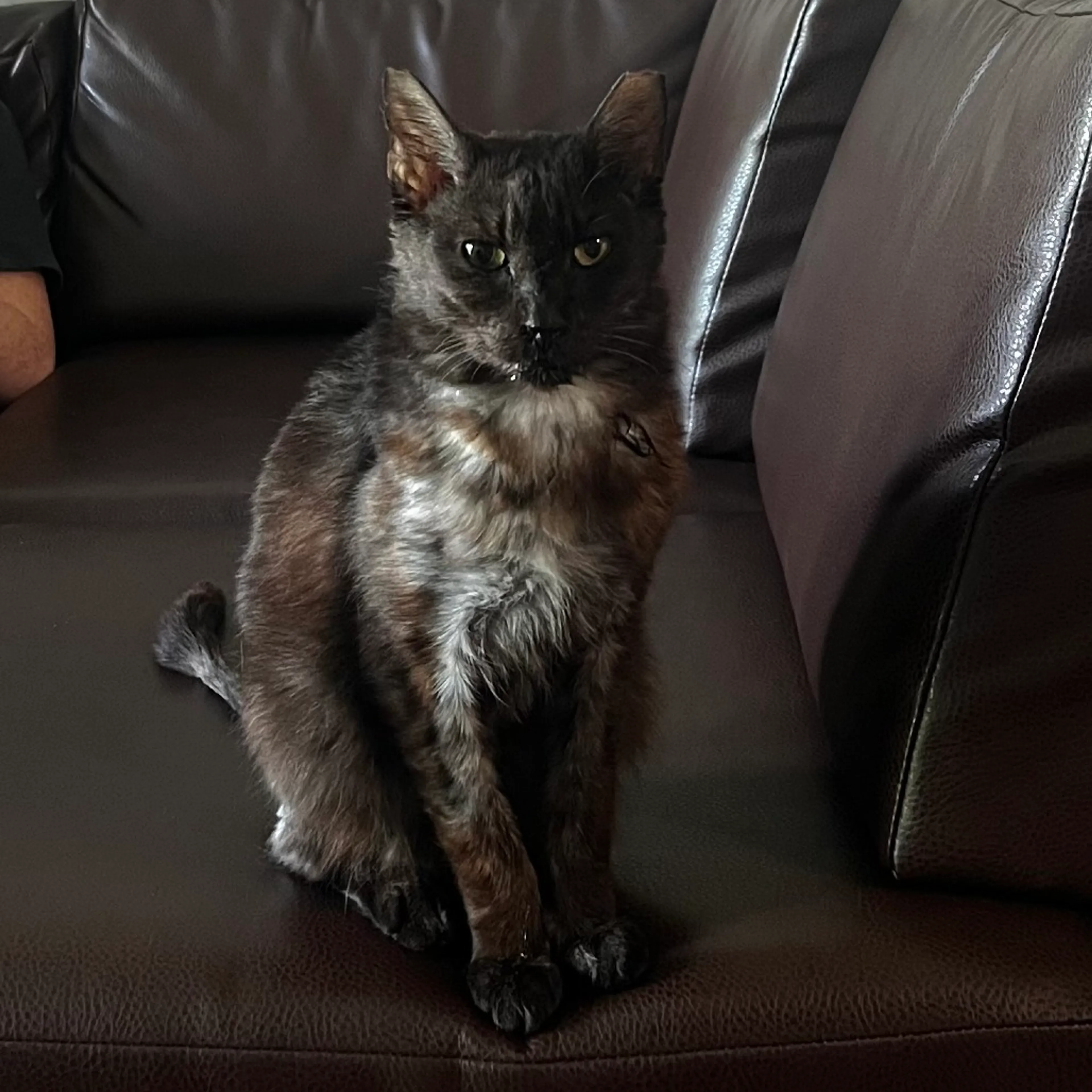 Found pet-0