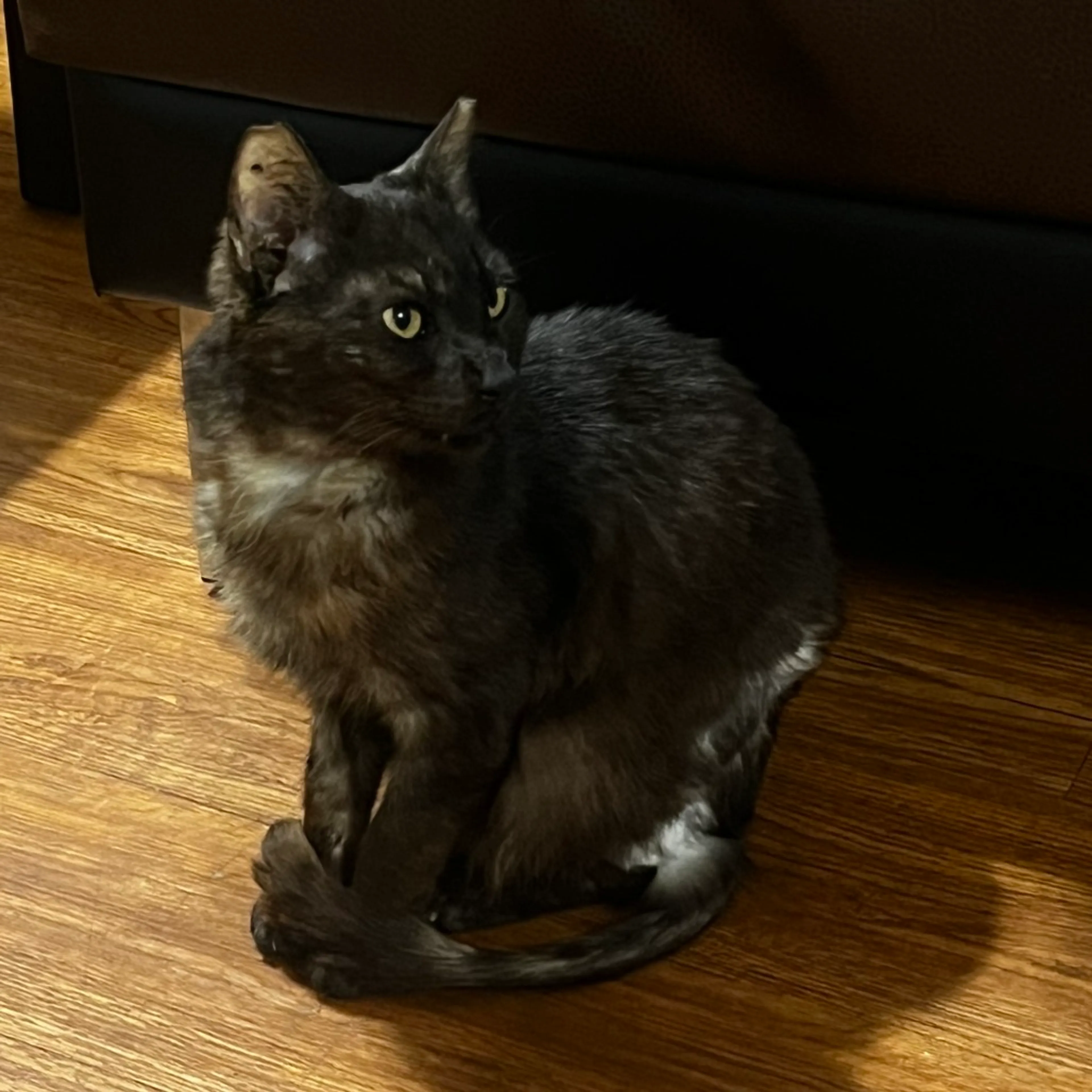 Found pet-5