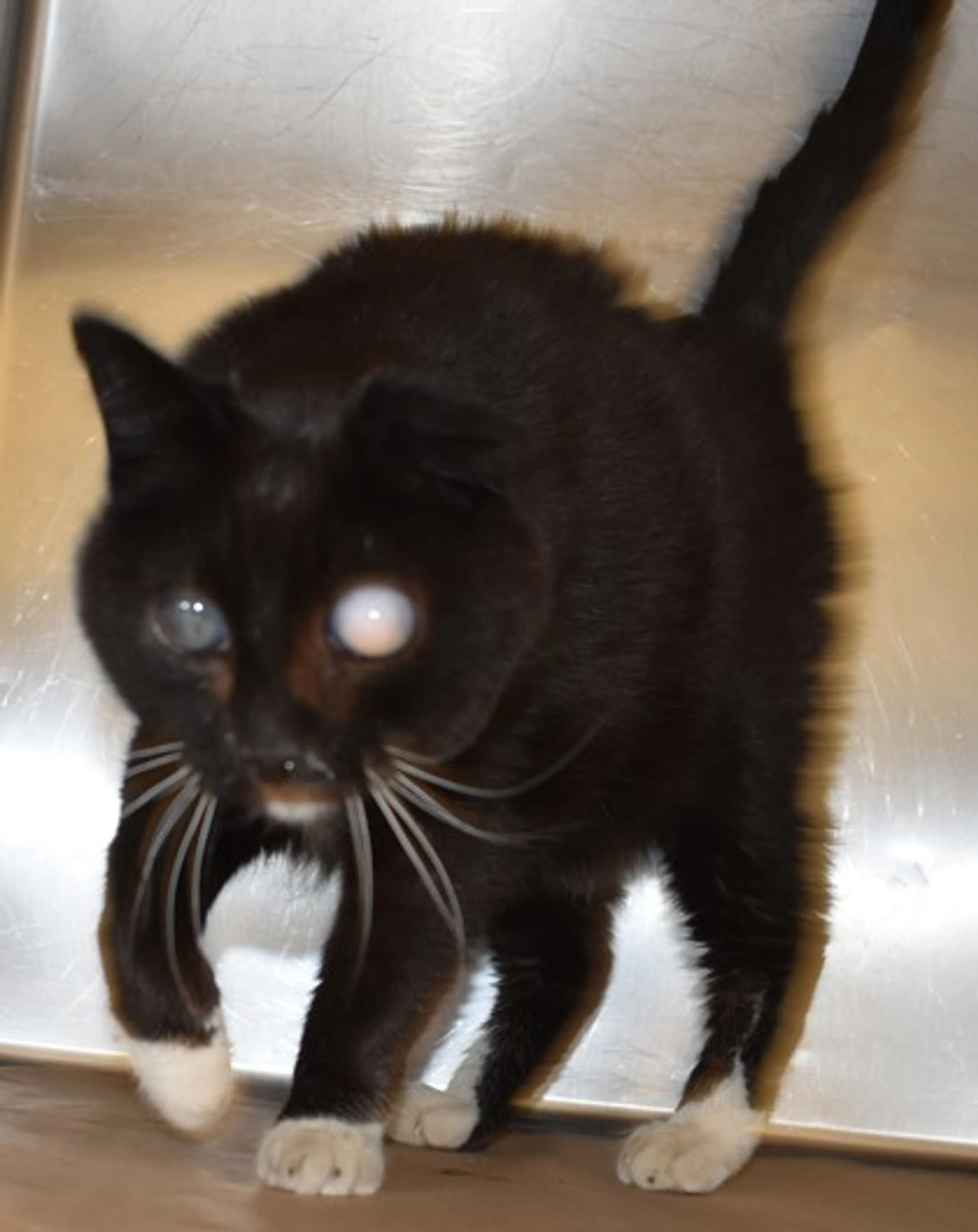 Found pet-1