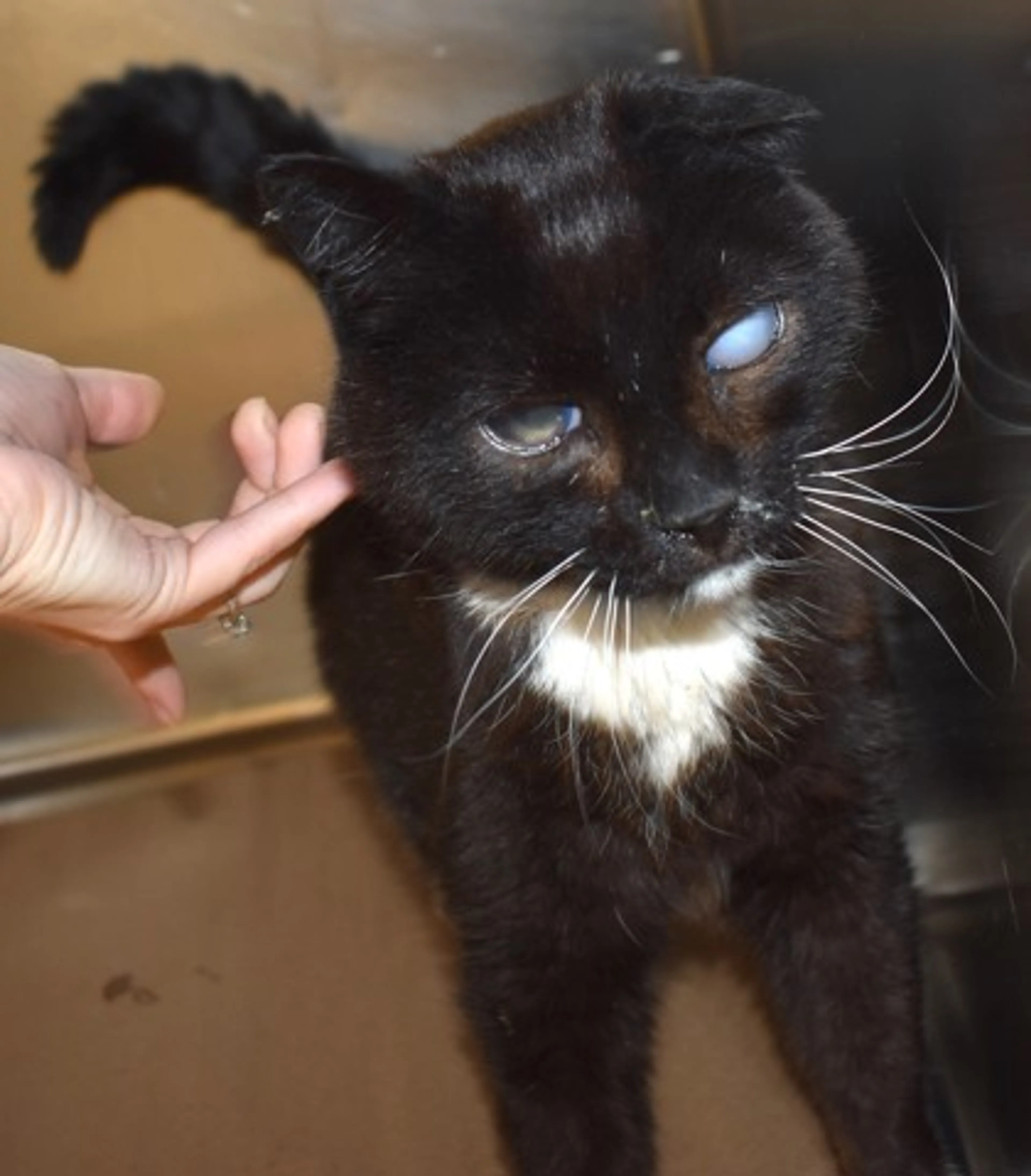 Found pet-0