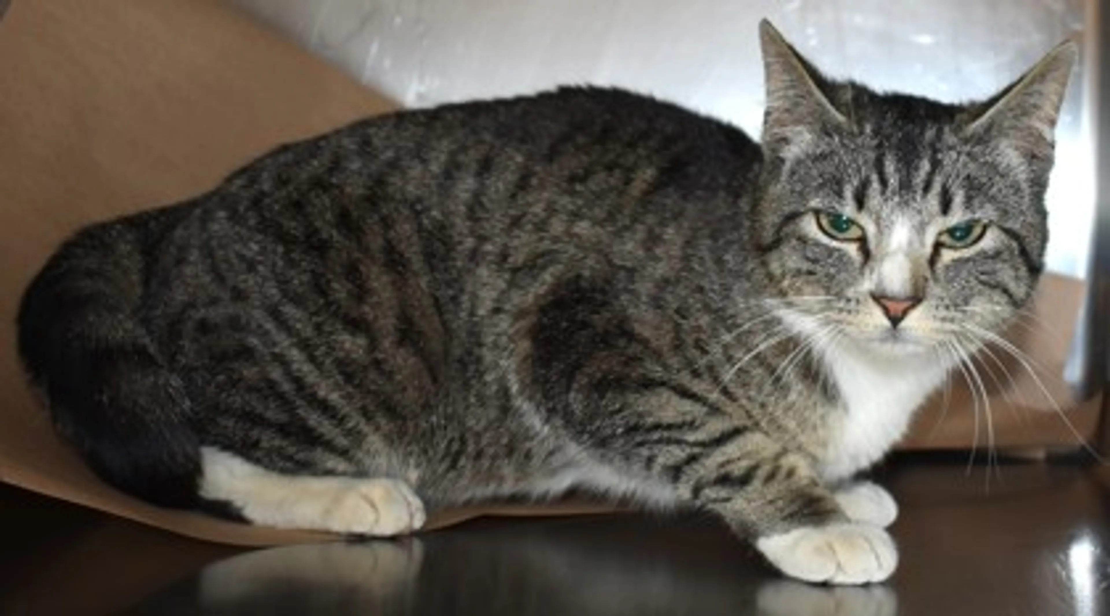 Found pet