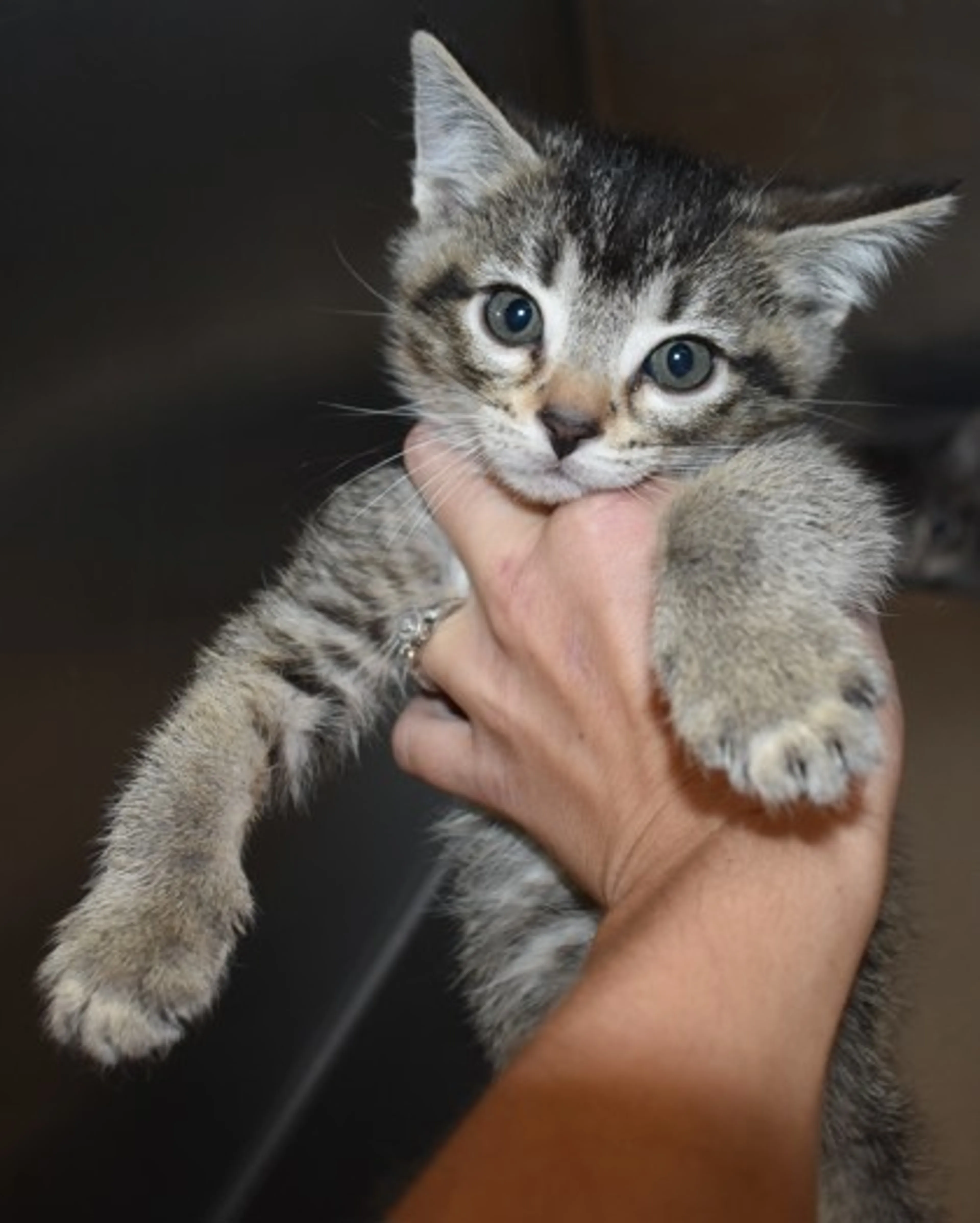 Found pet