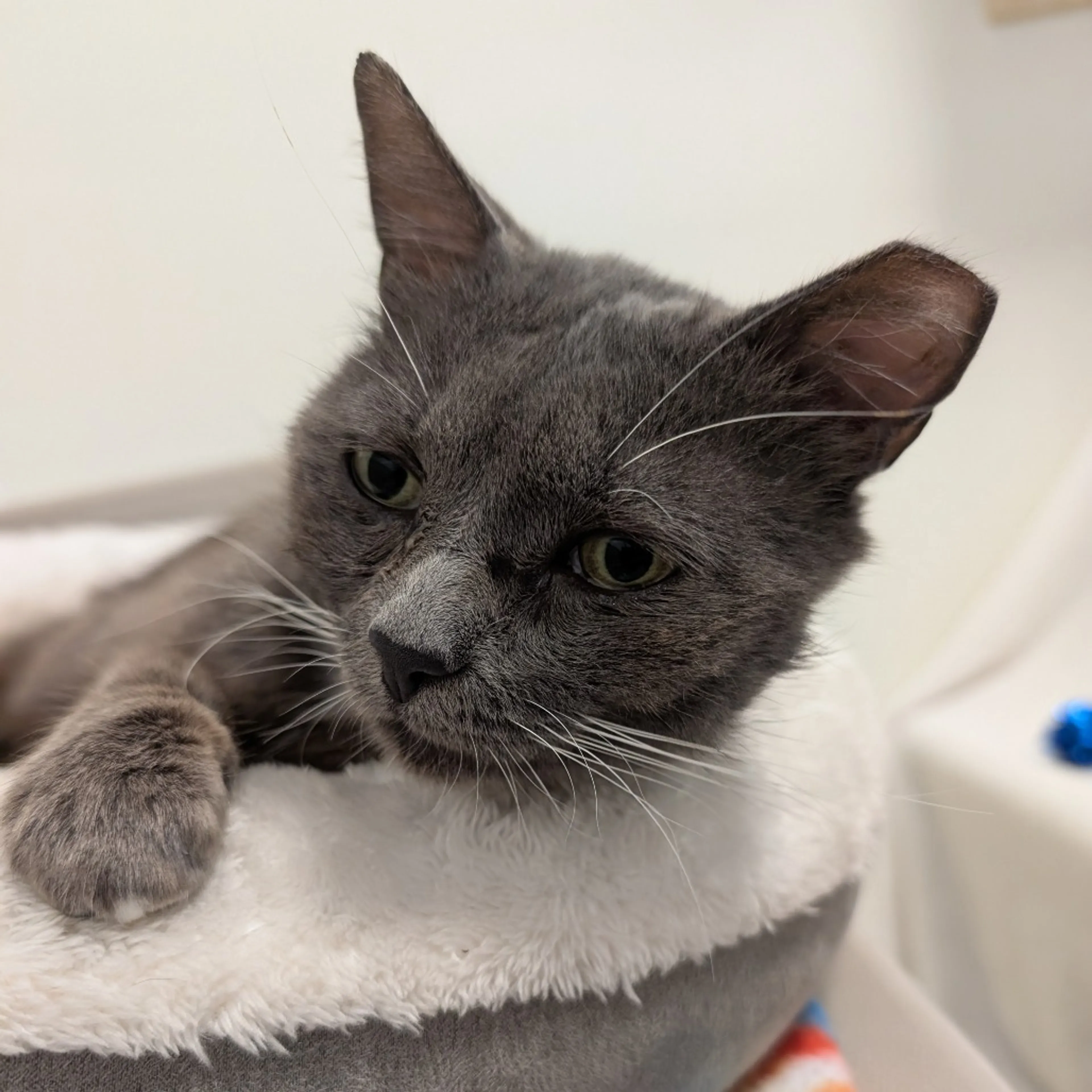 Found pet-2