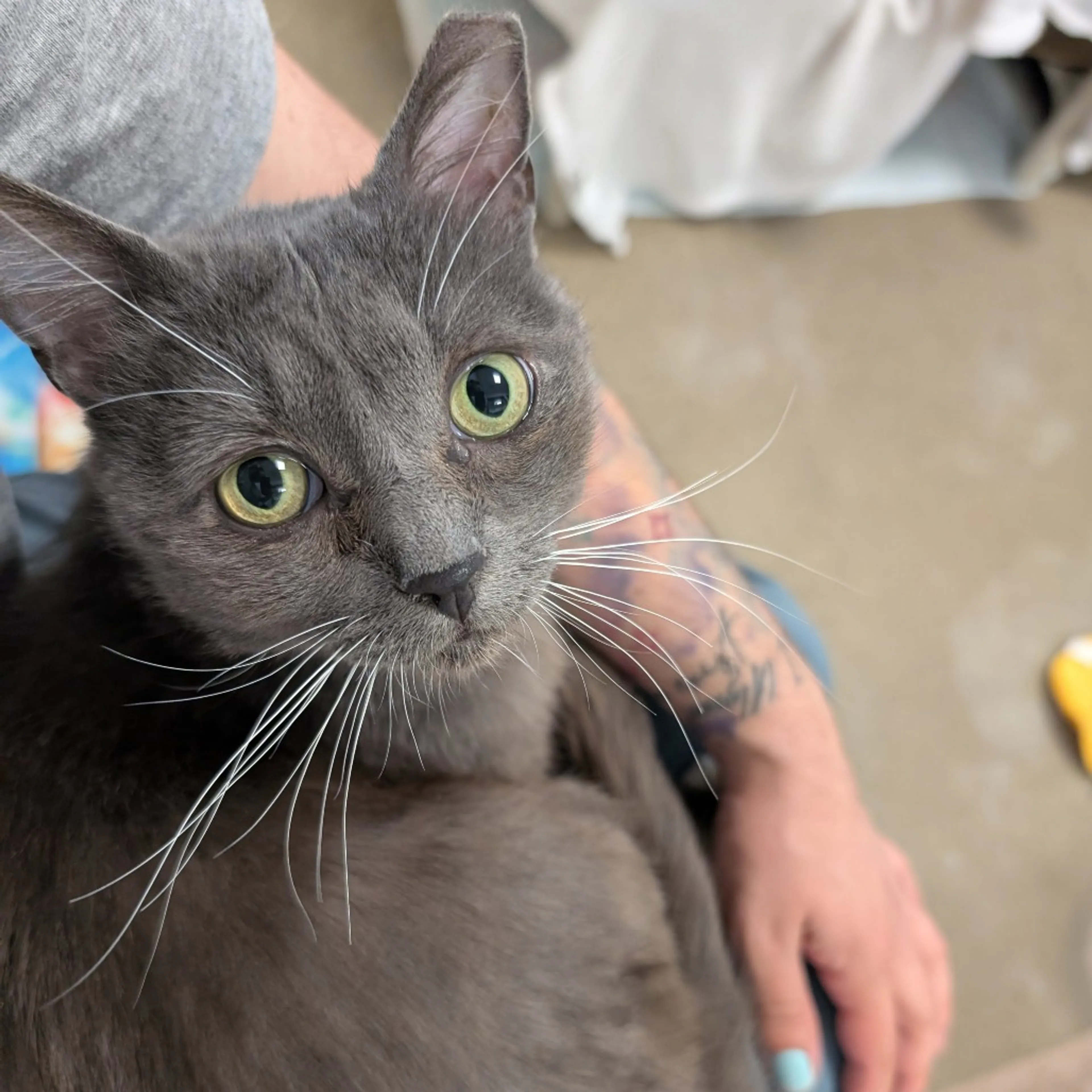 Found pet-9