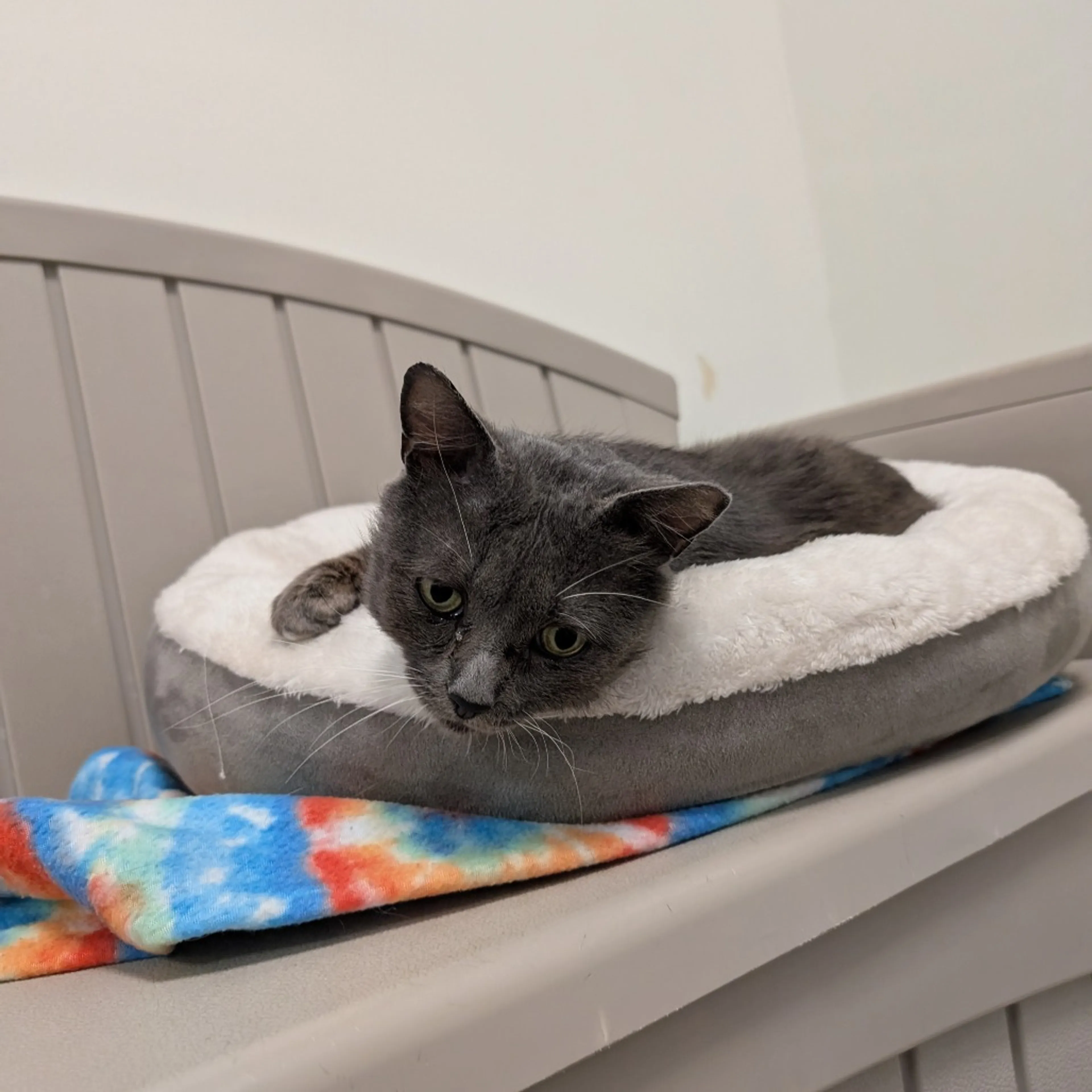 Found pet-1