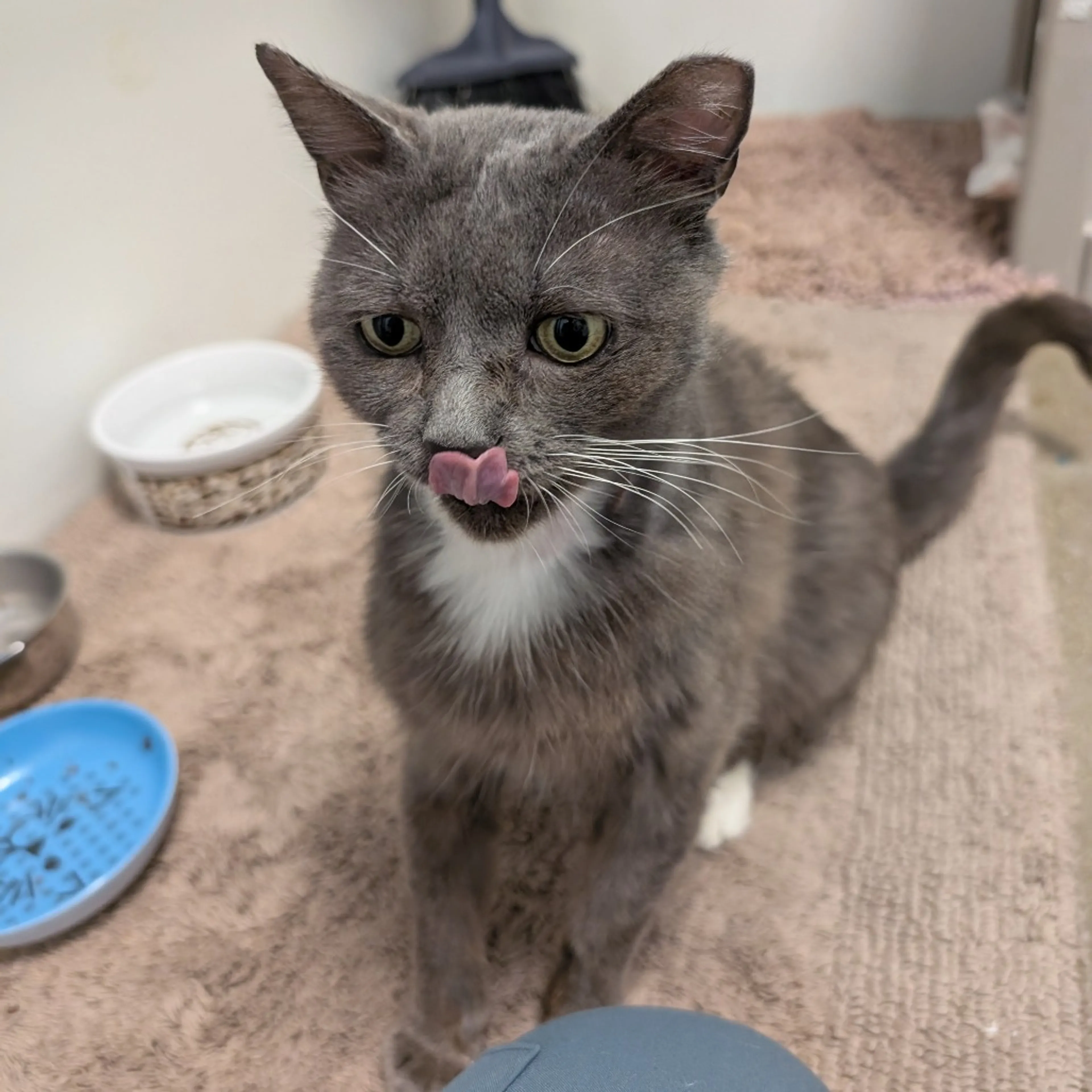Found pet-8