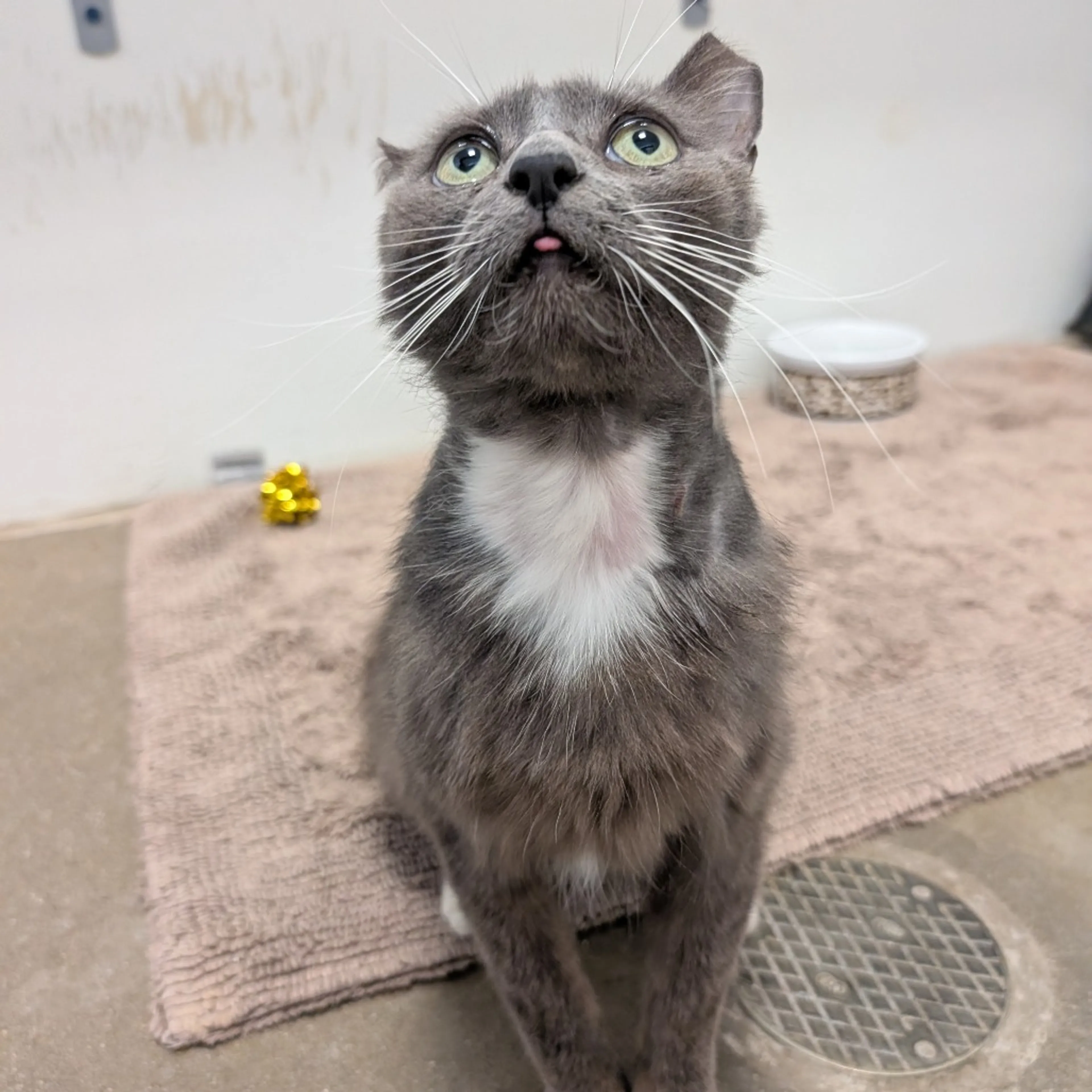 Found pet-6