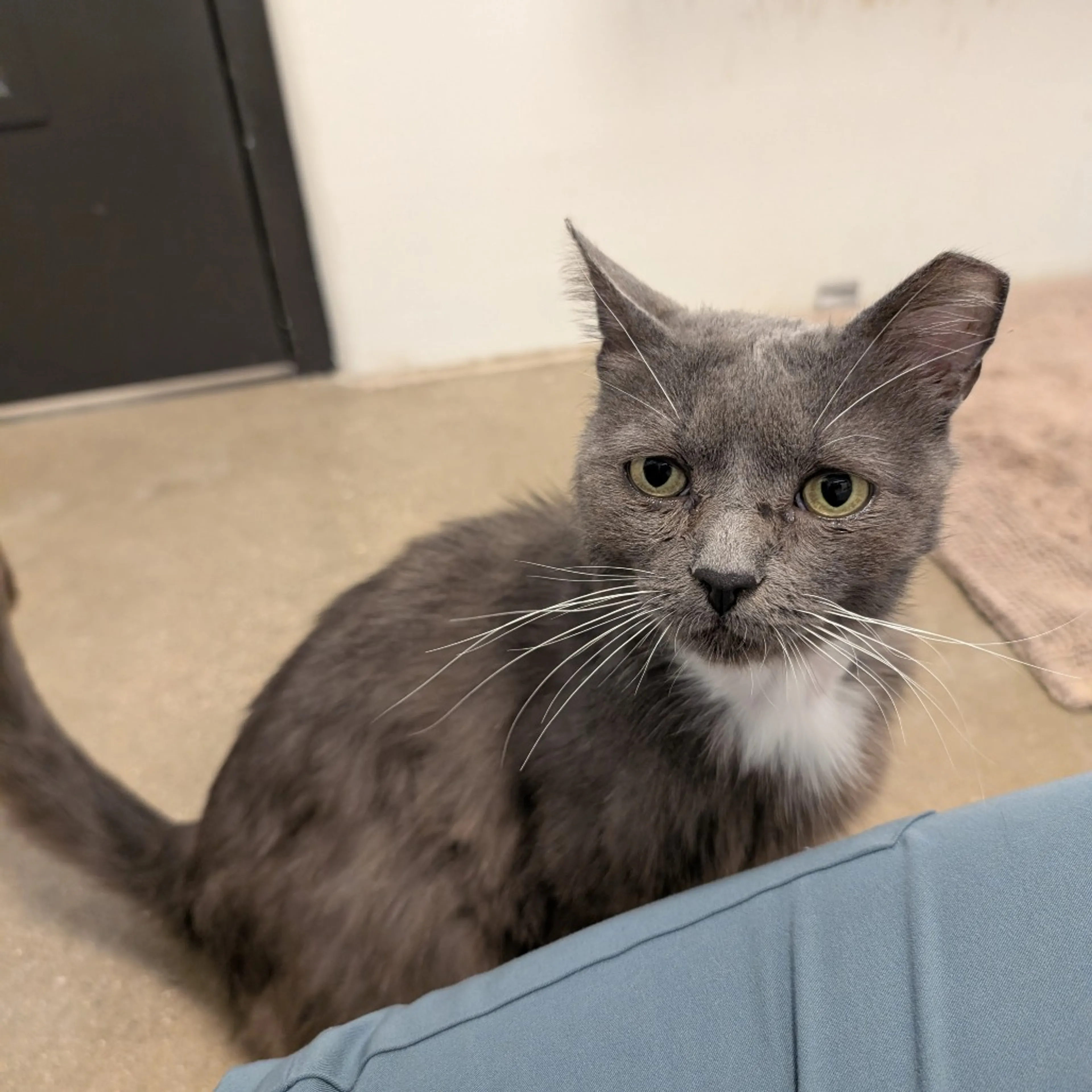 Found pet-4