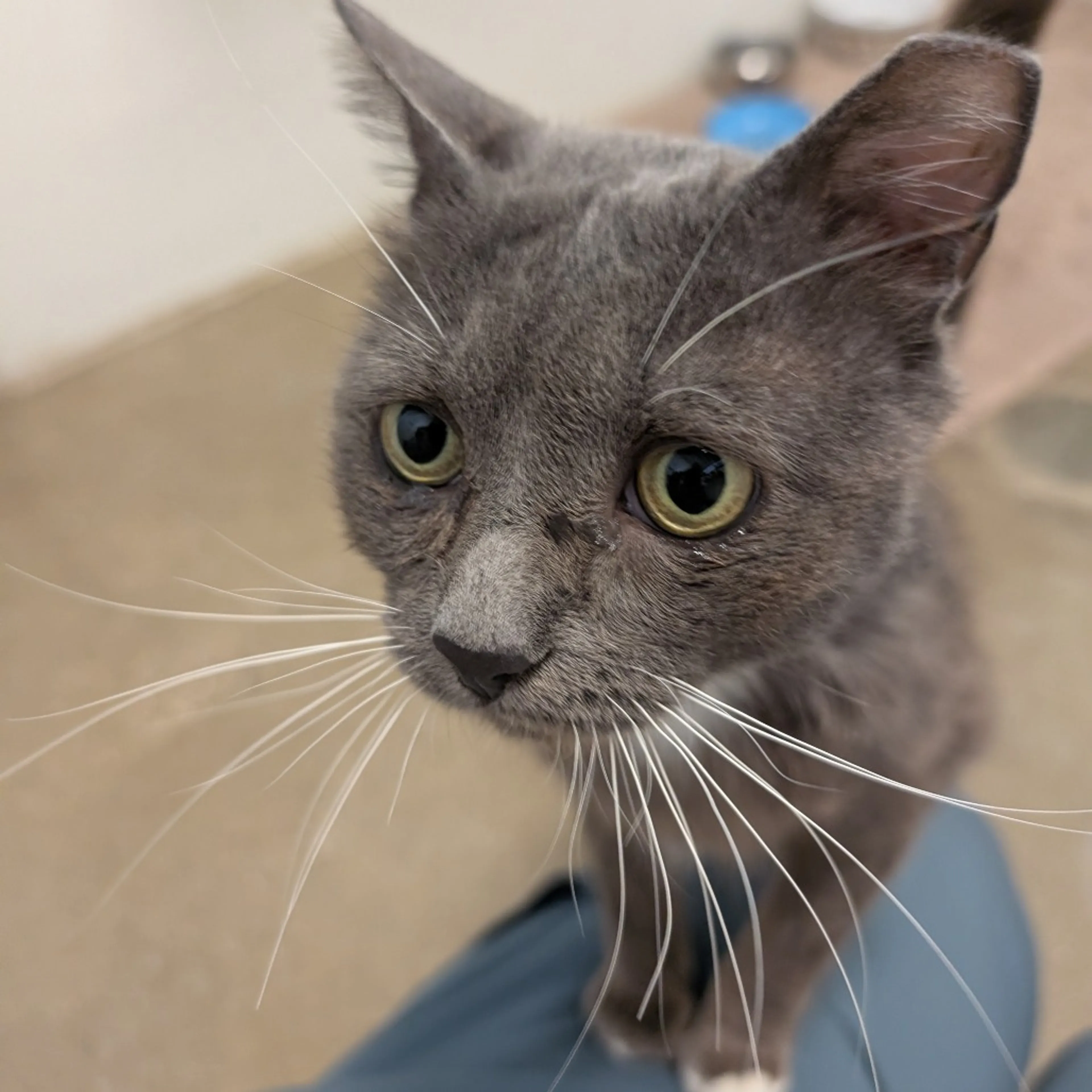 Found pet-5