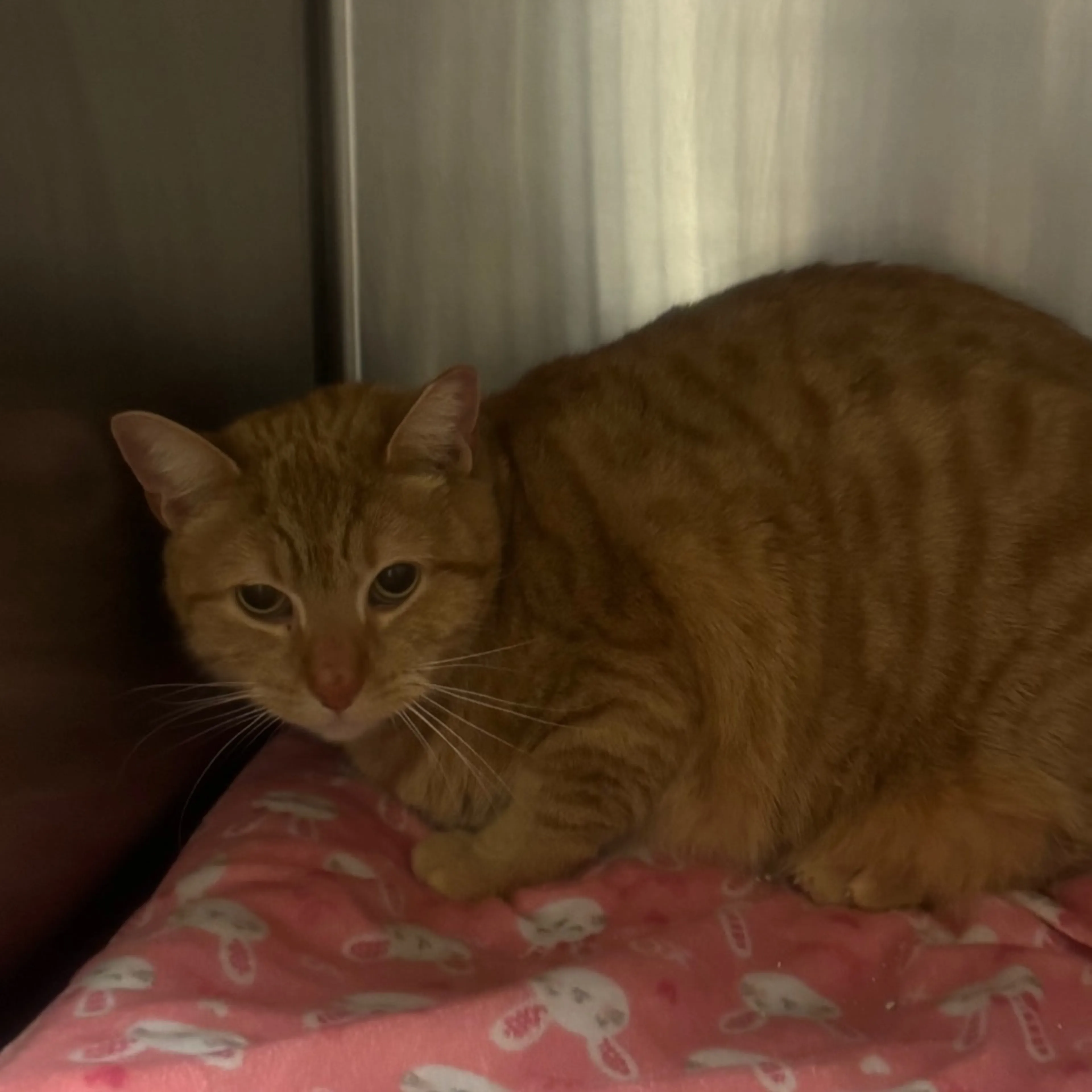 Found pet-1