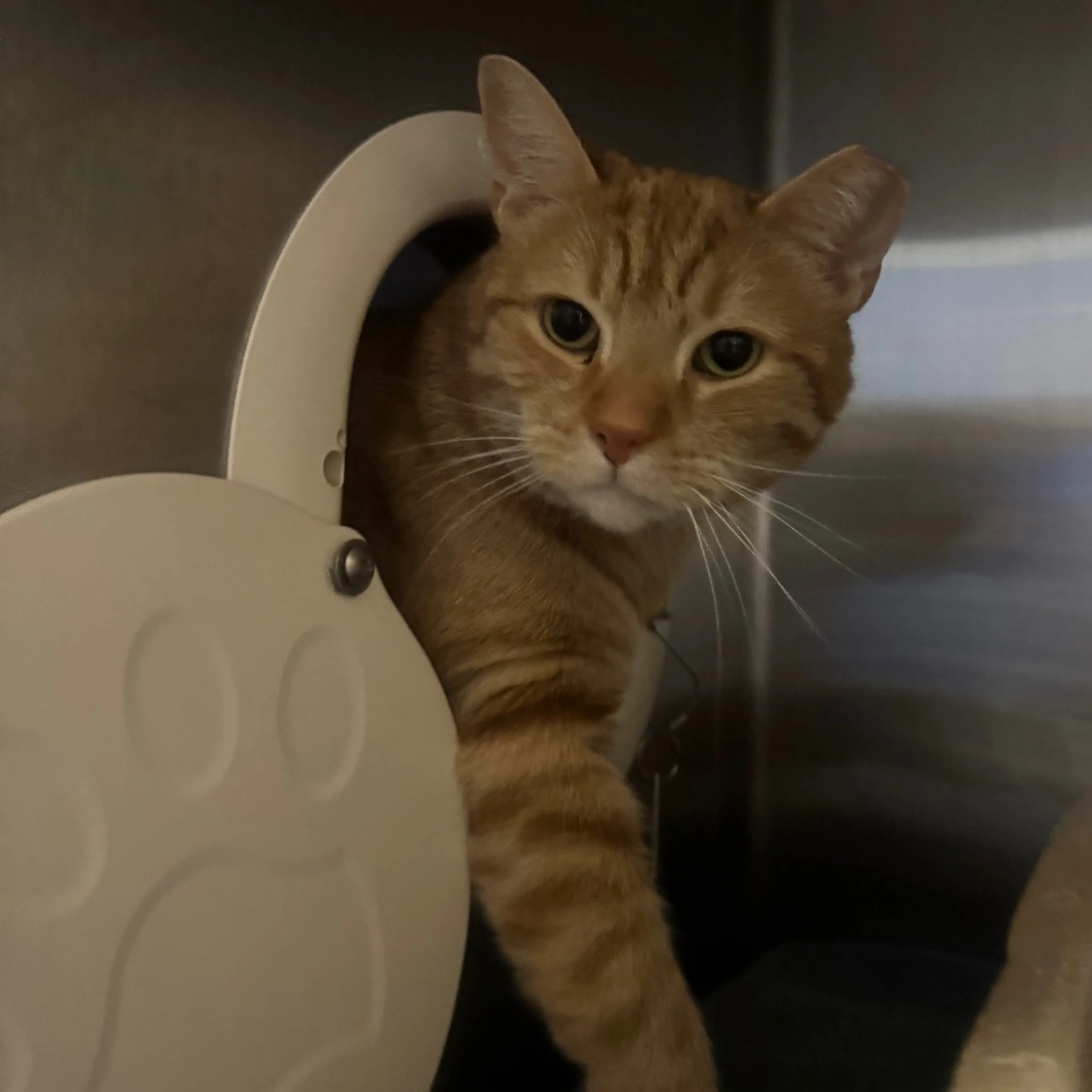 Found pet-0