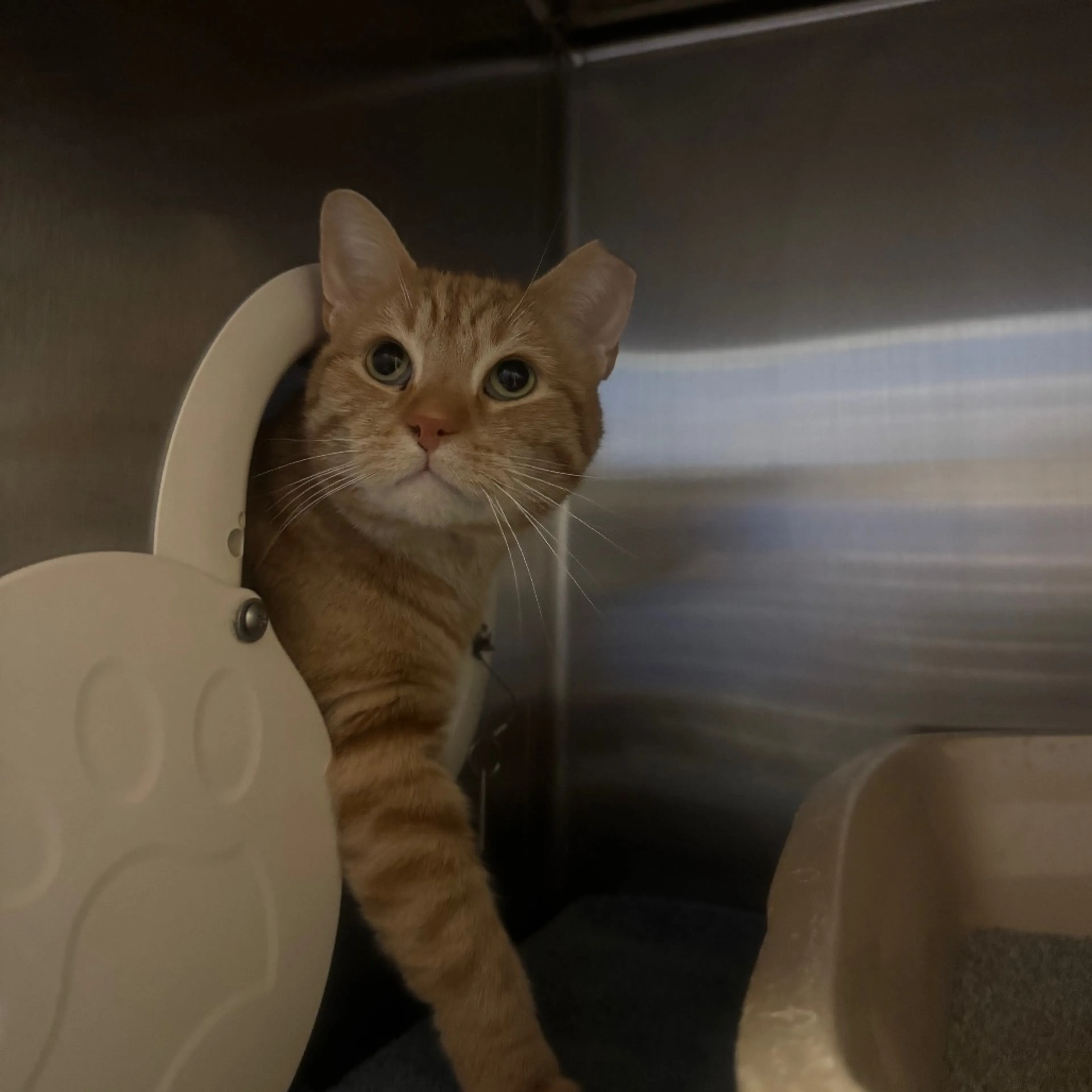 Found pet-2