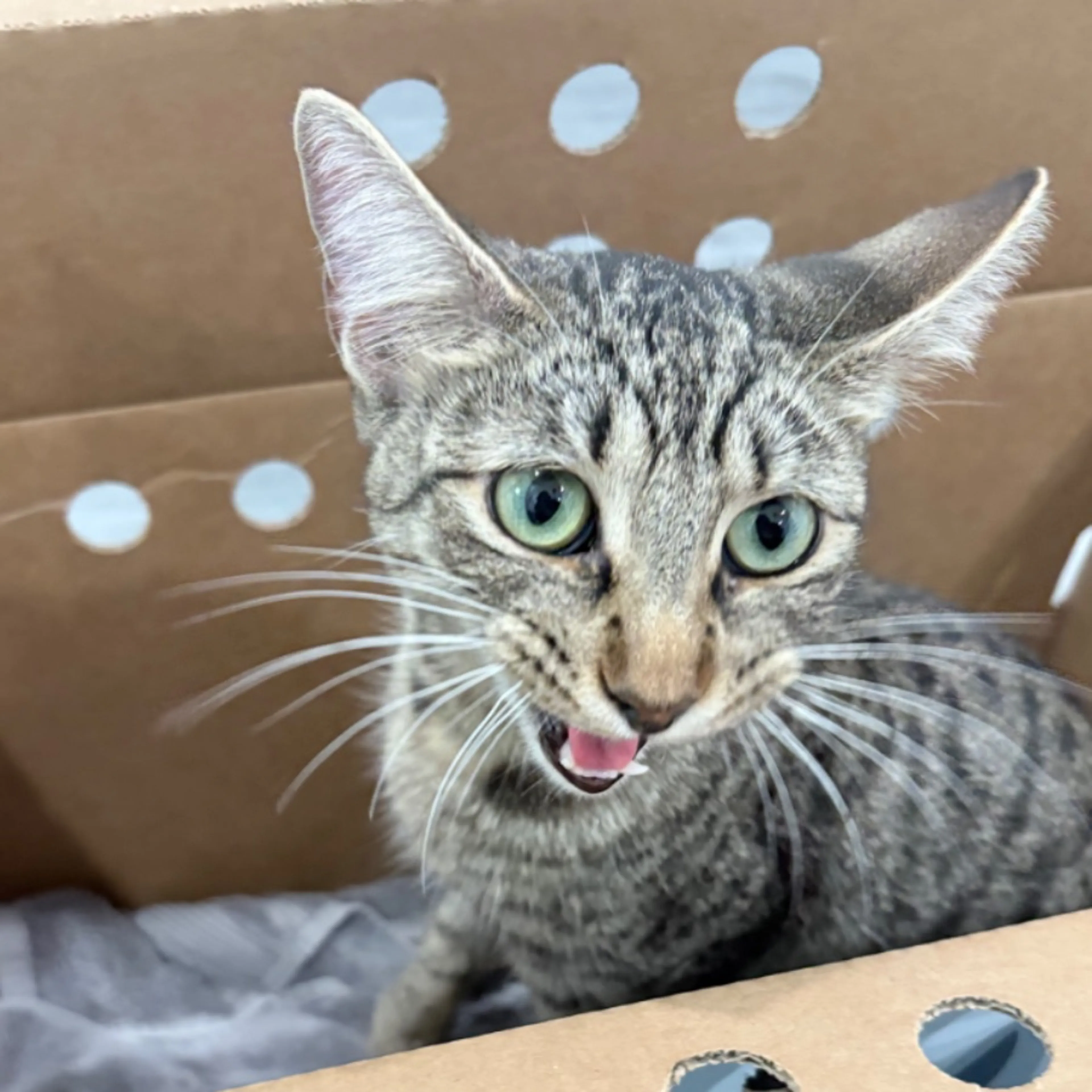 Found pet