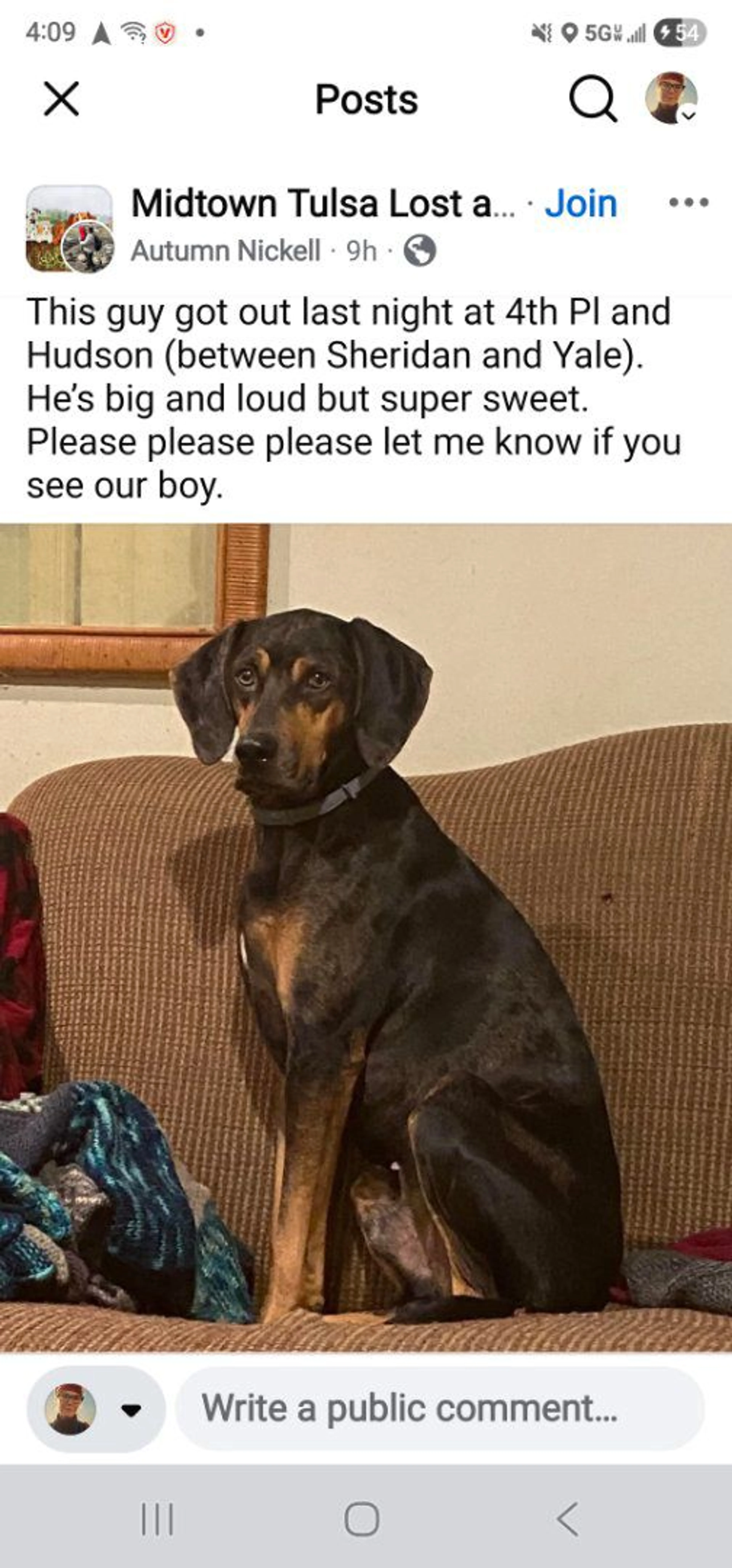 Lost pet
