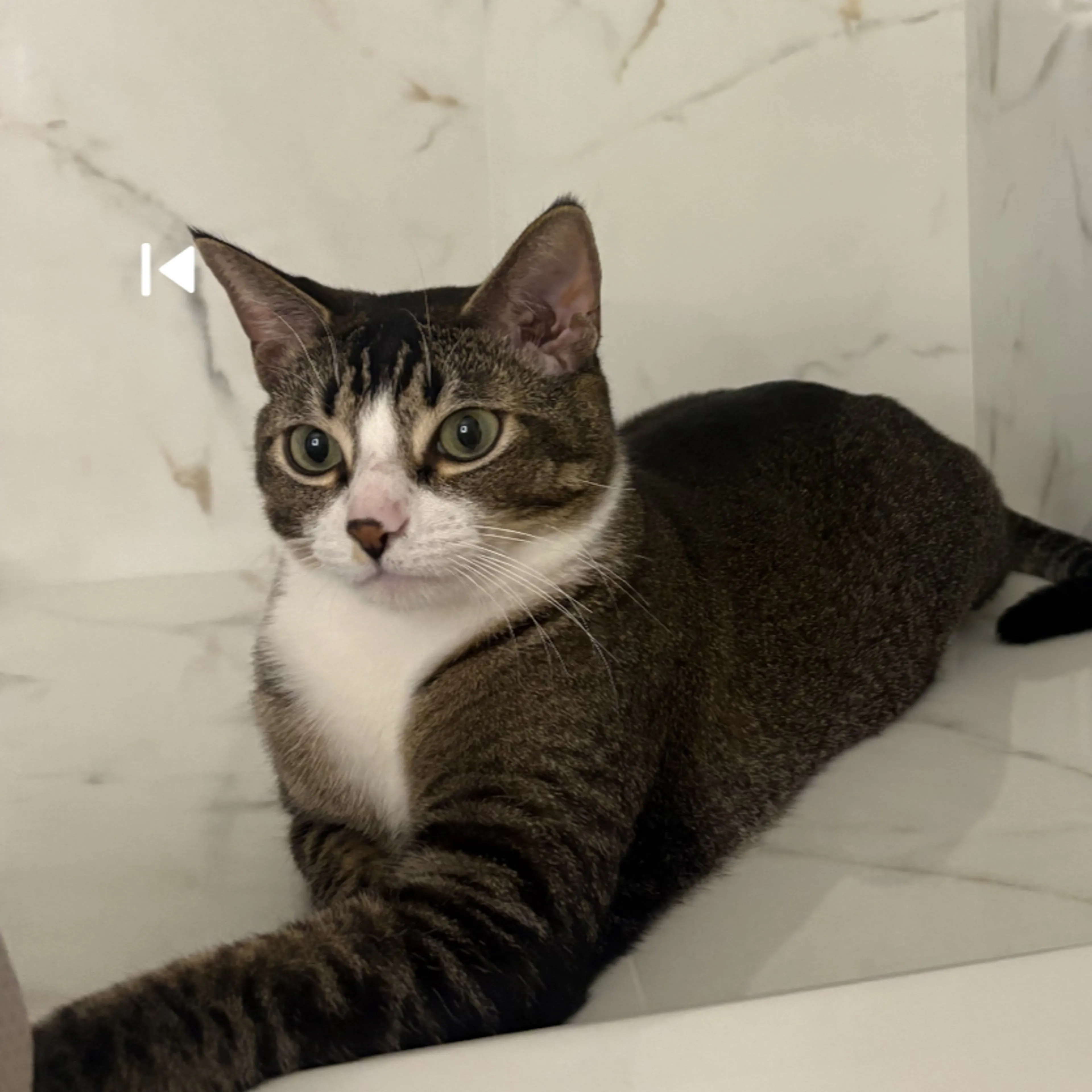 Lost pet-1