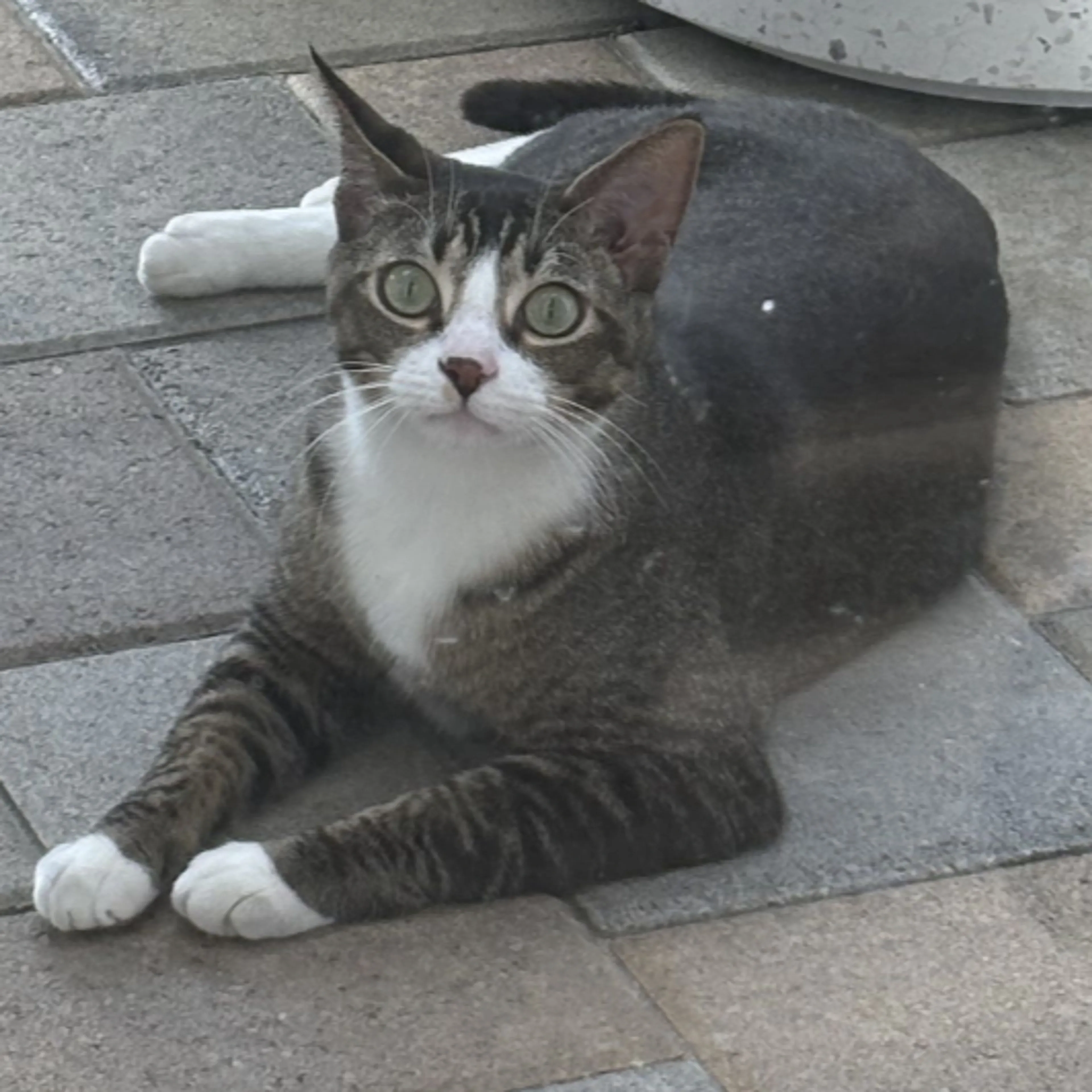 Lost pet-3