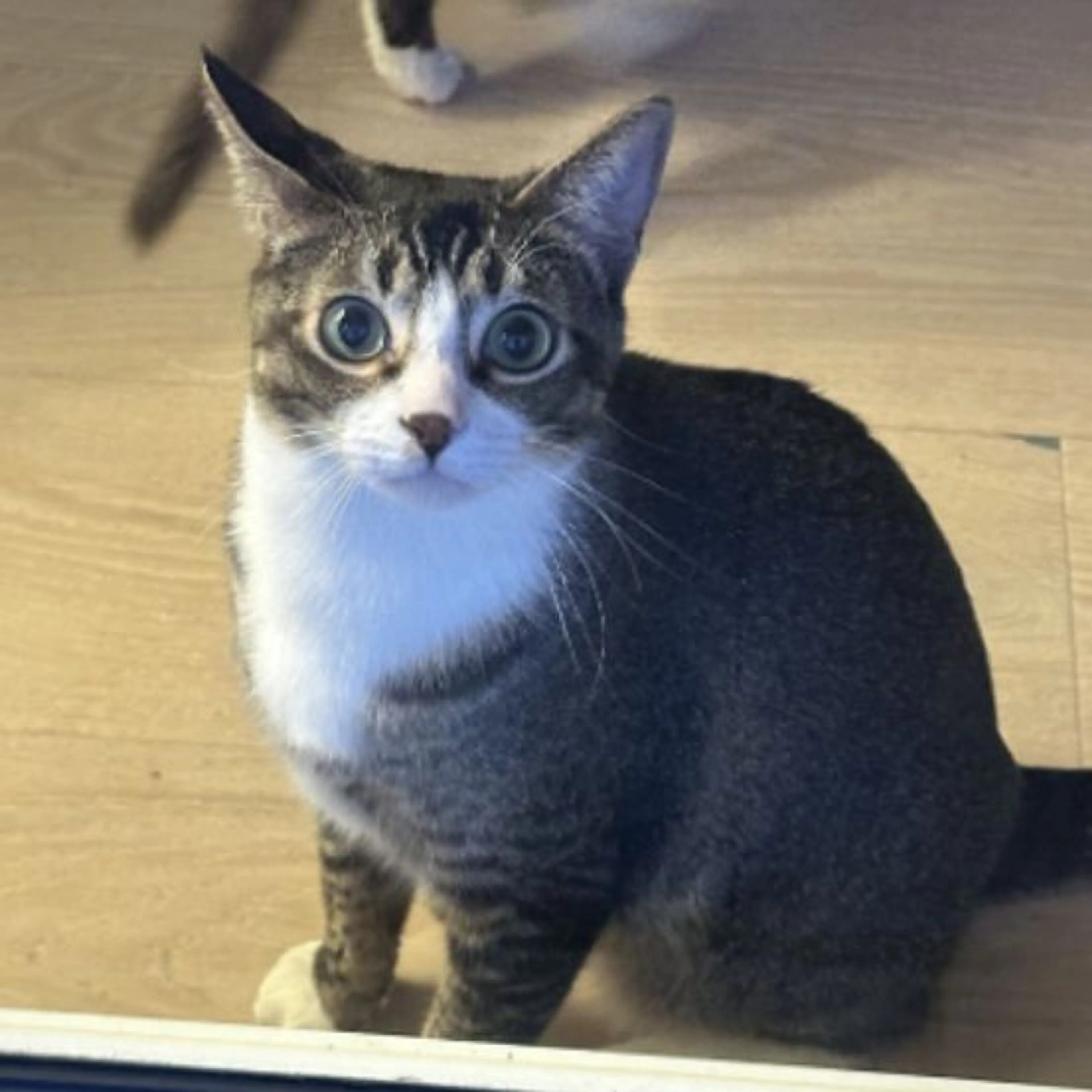 Lost pet-0