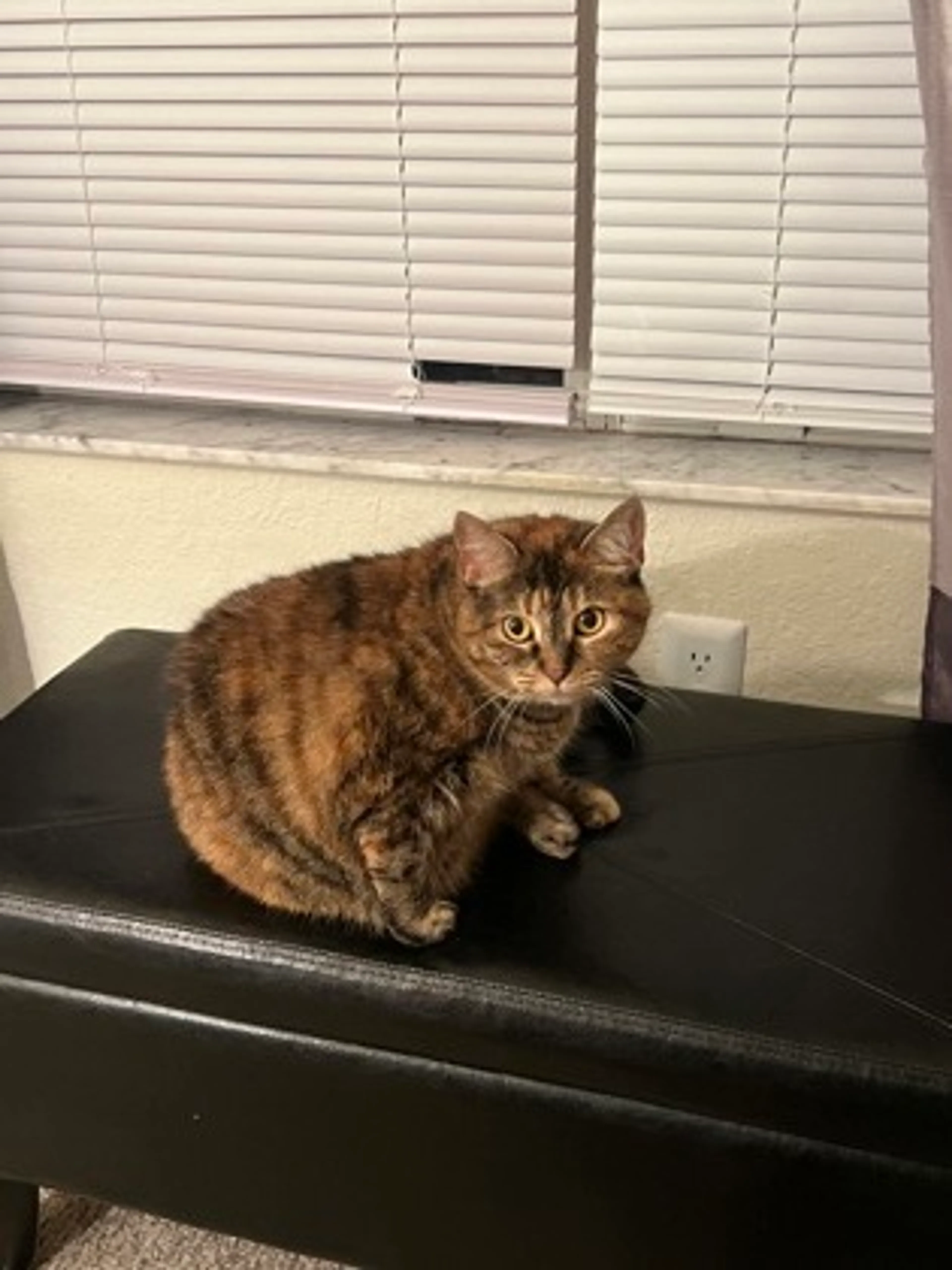 Found pet-0