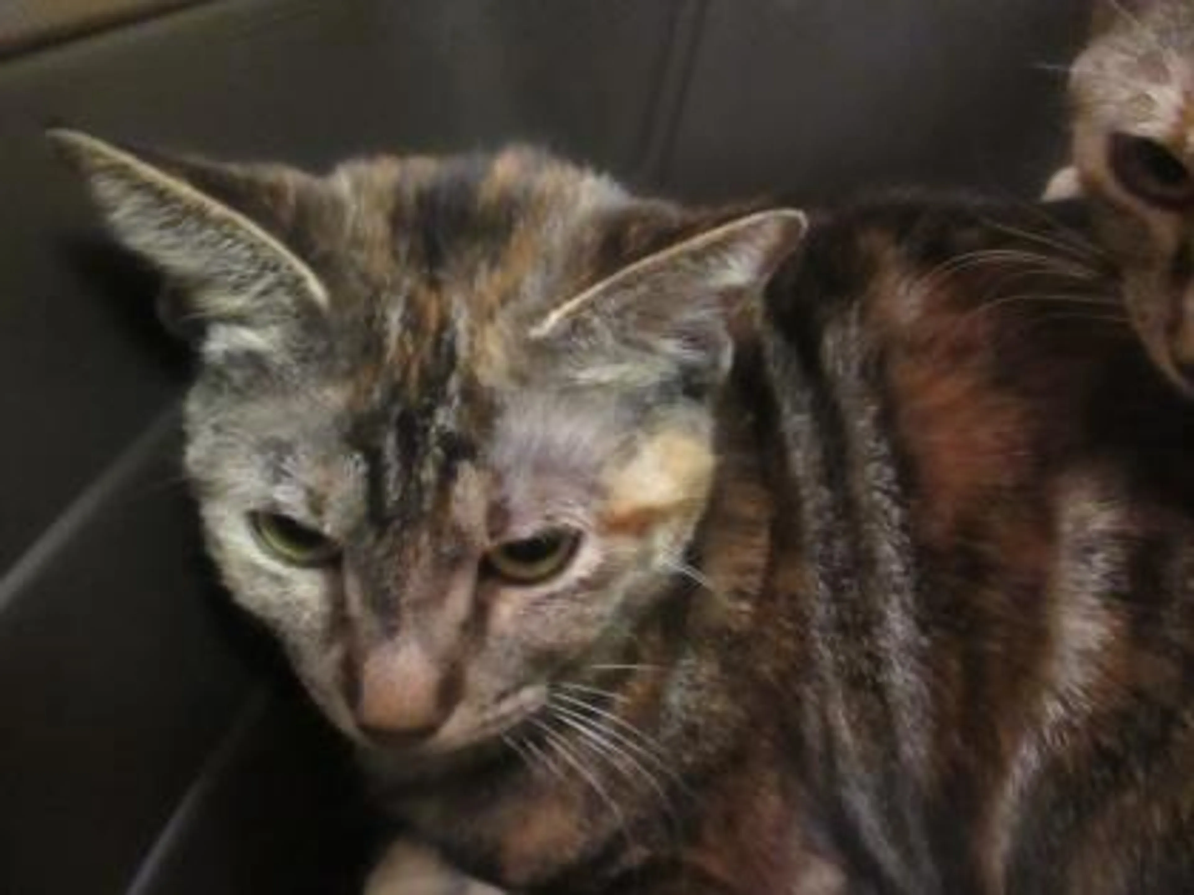 Found pet-1
