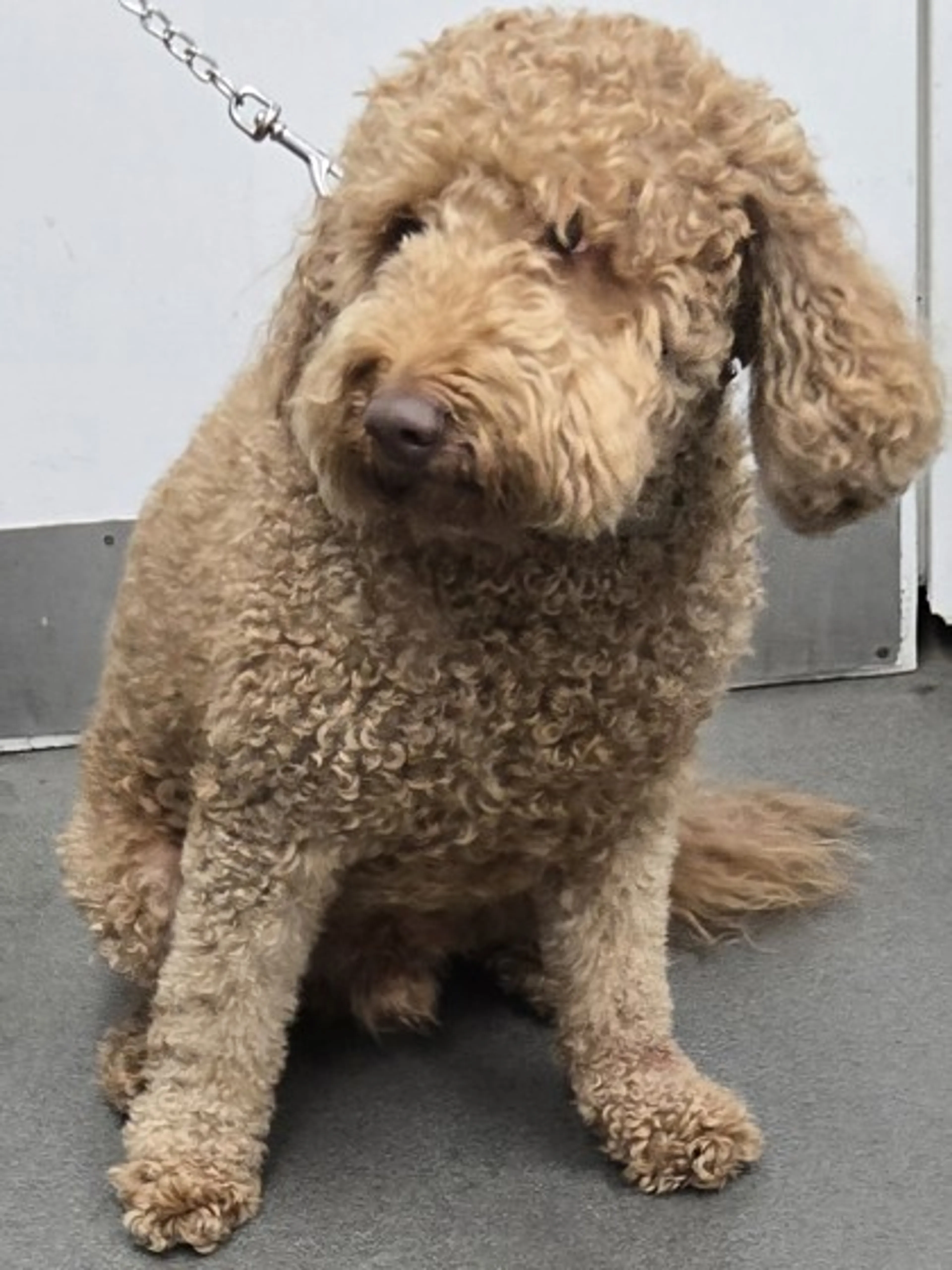 Found pet-2