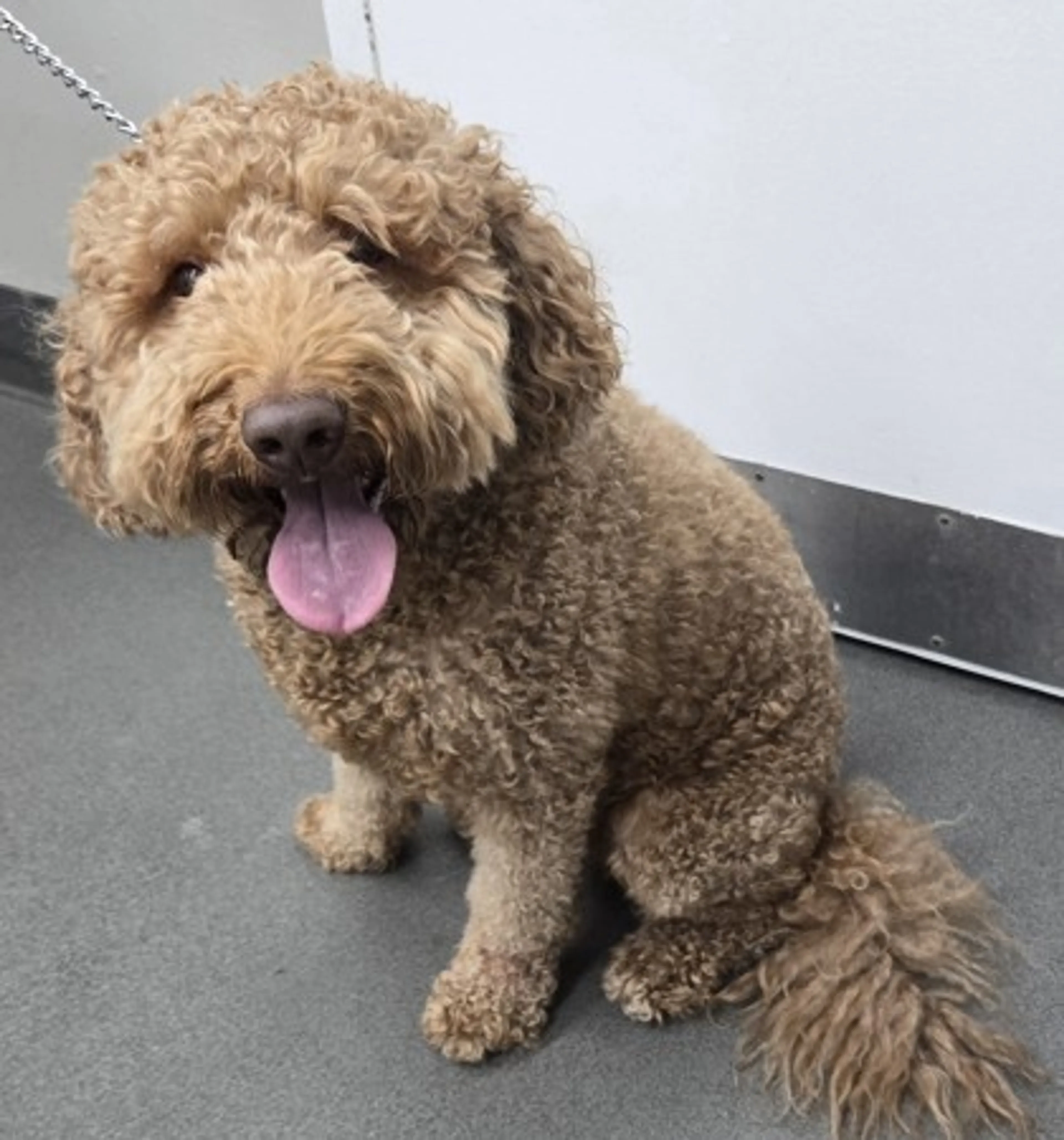 Found pet-1