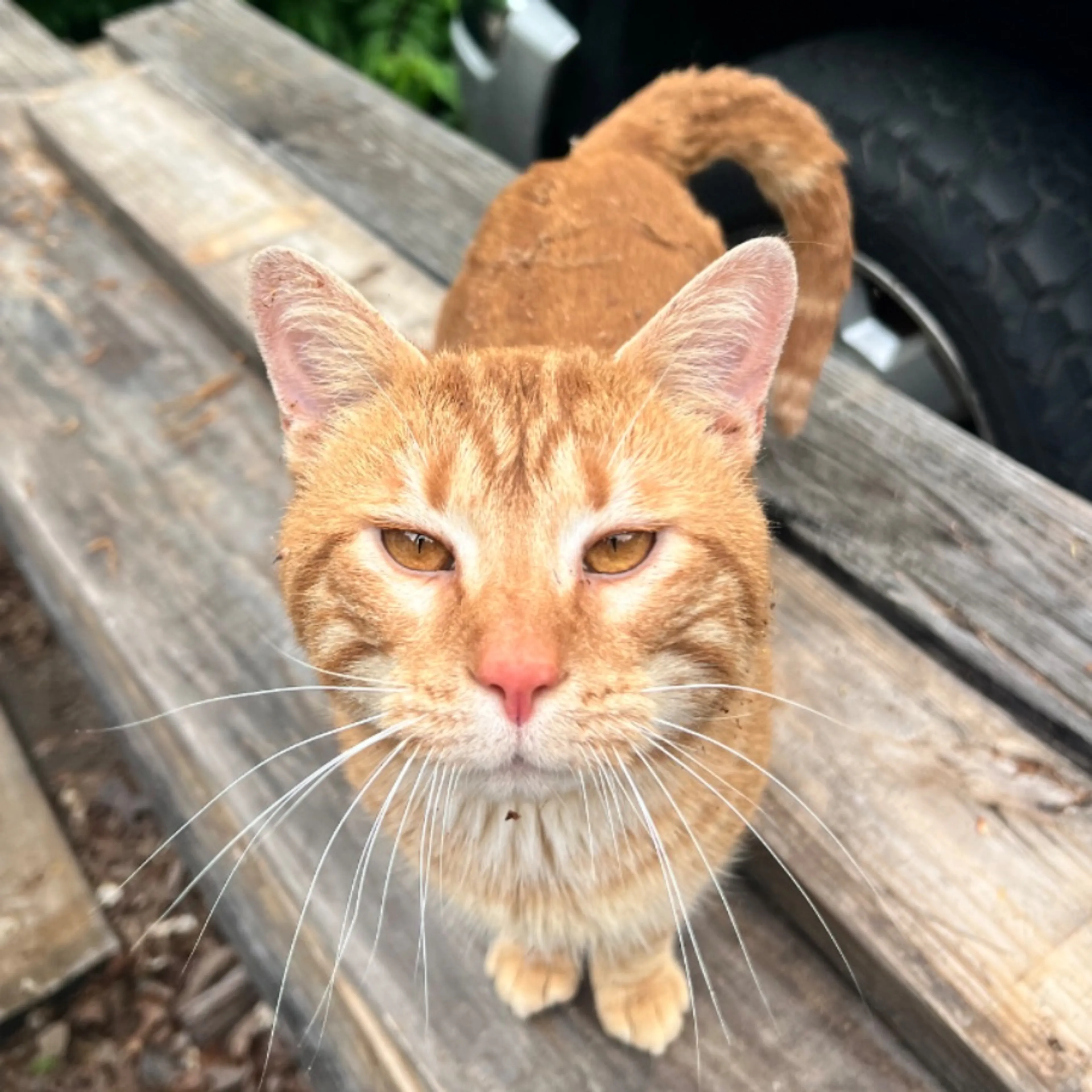 Found pet-0