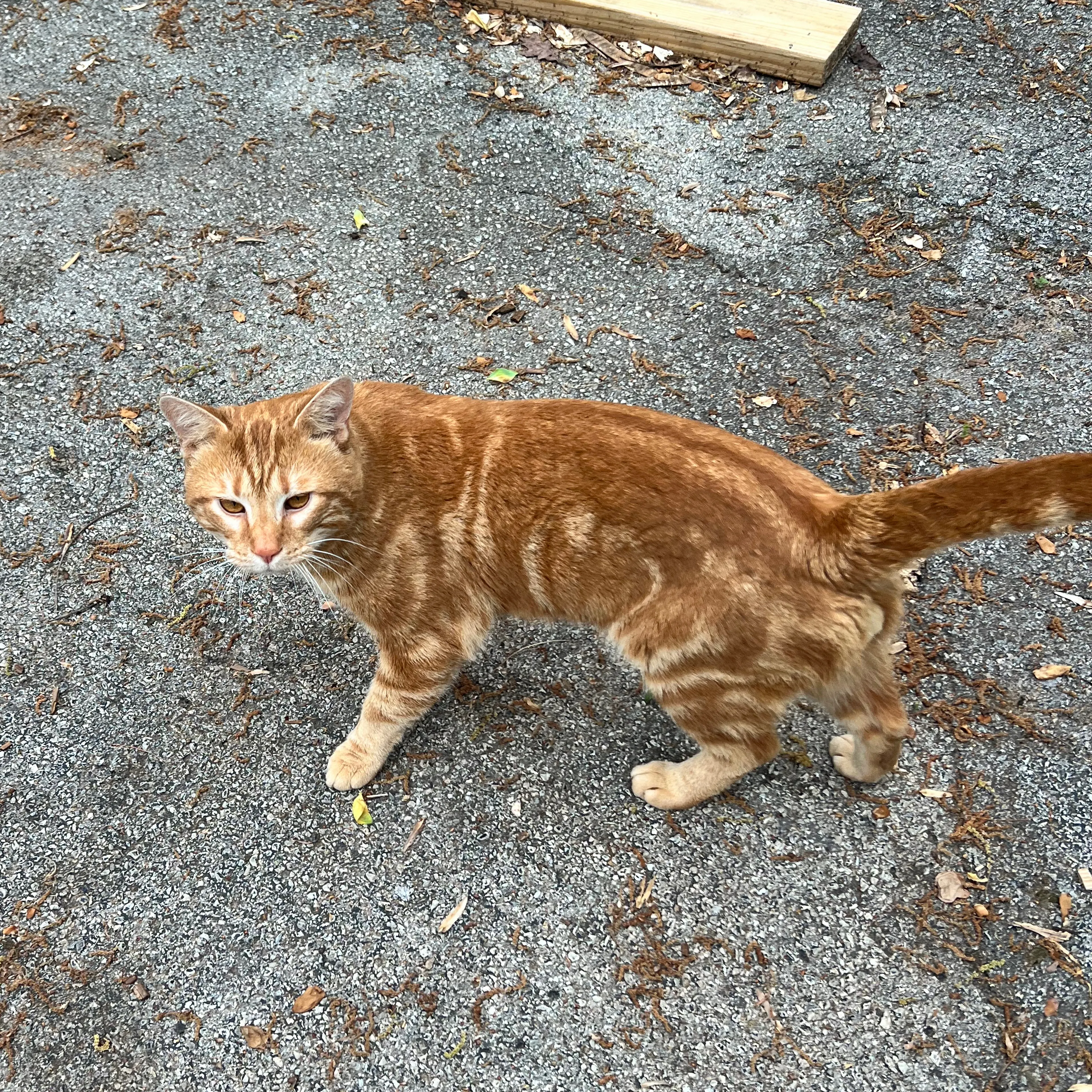 Found pet-1