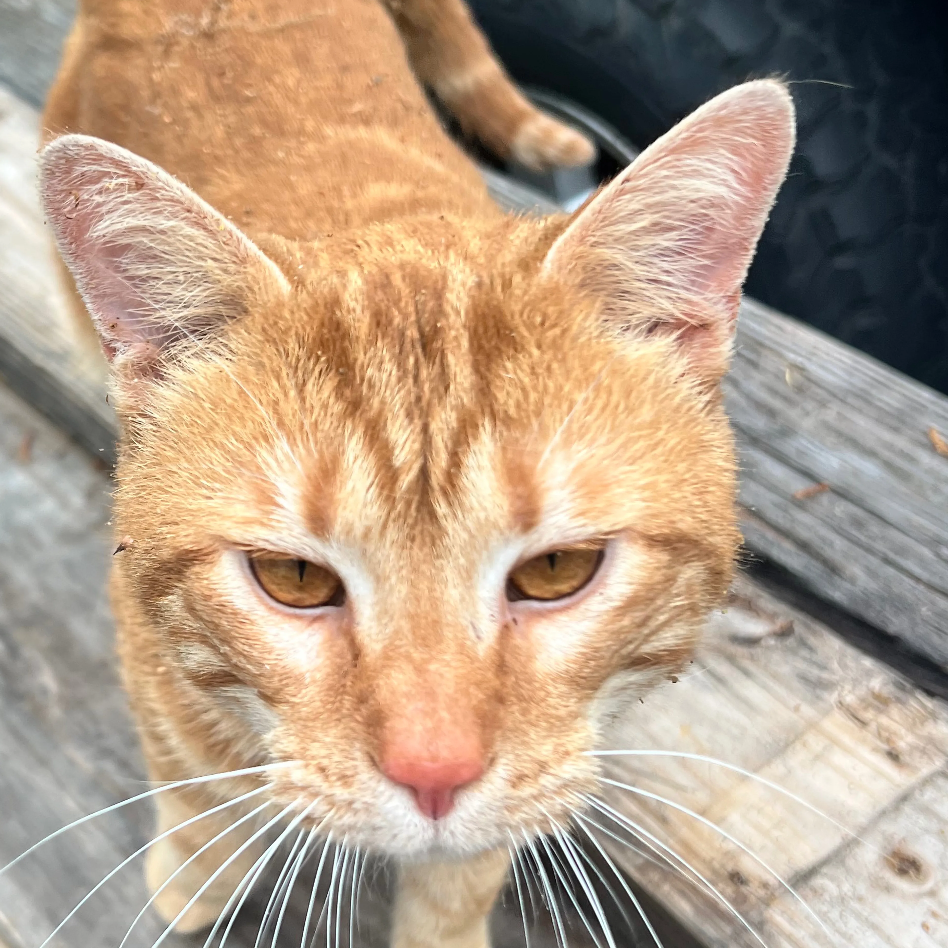 Found pet-2
