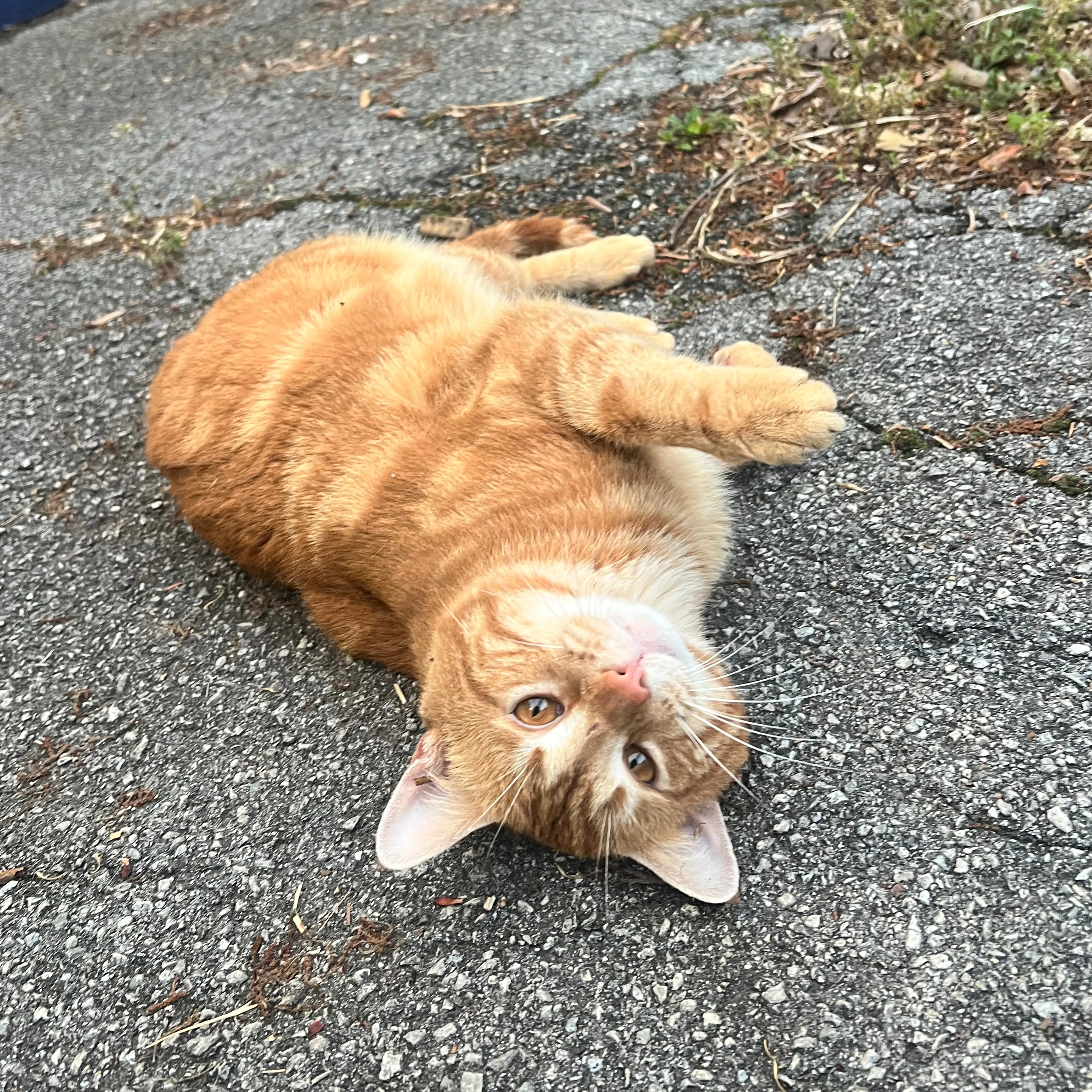 Found pet-3
