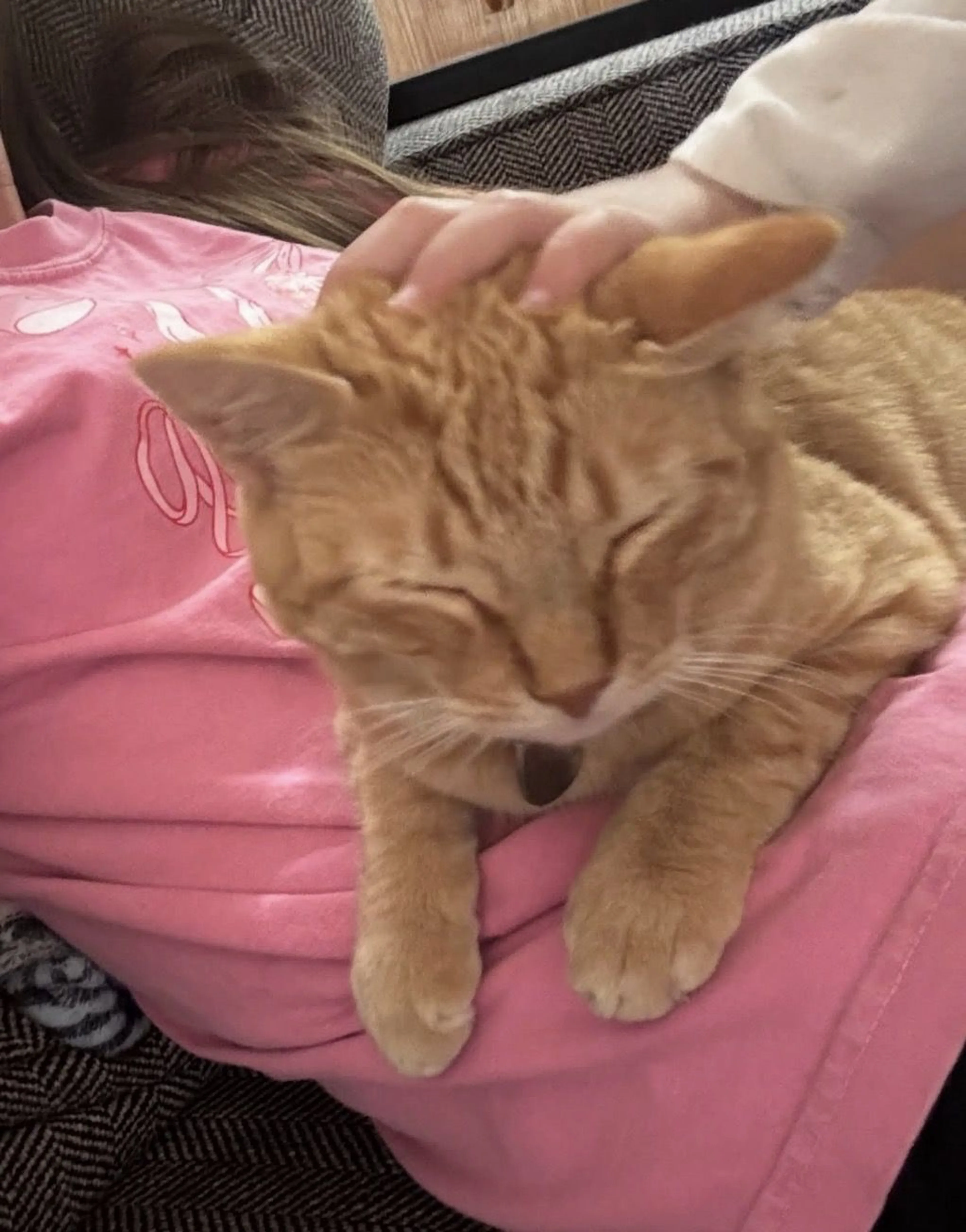 Lost pet-2