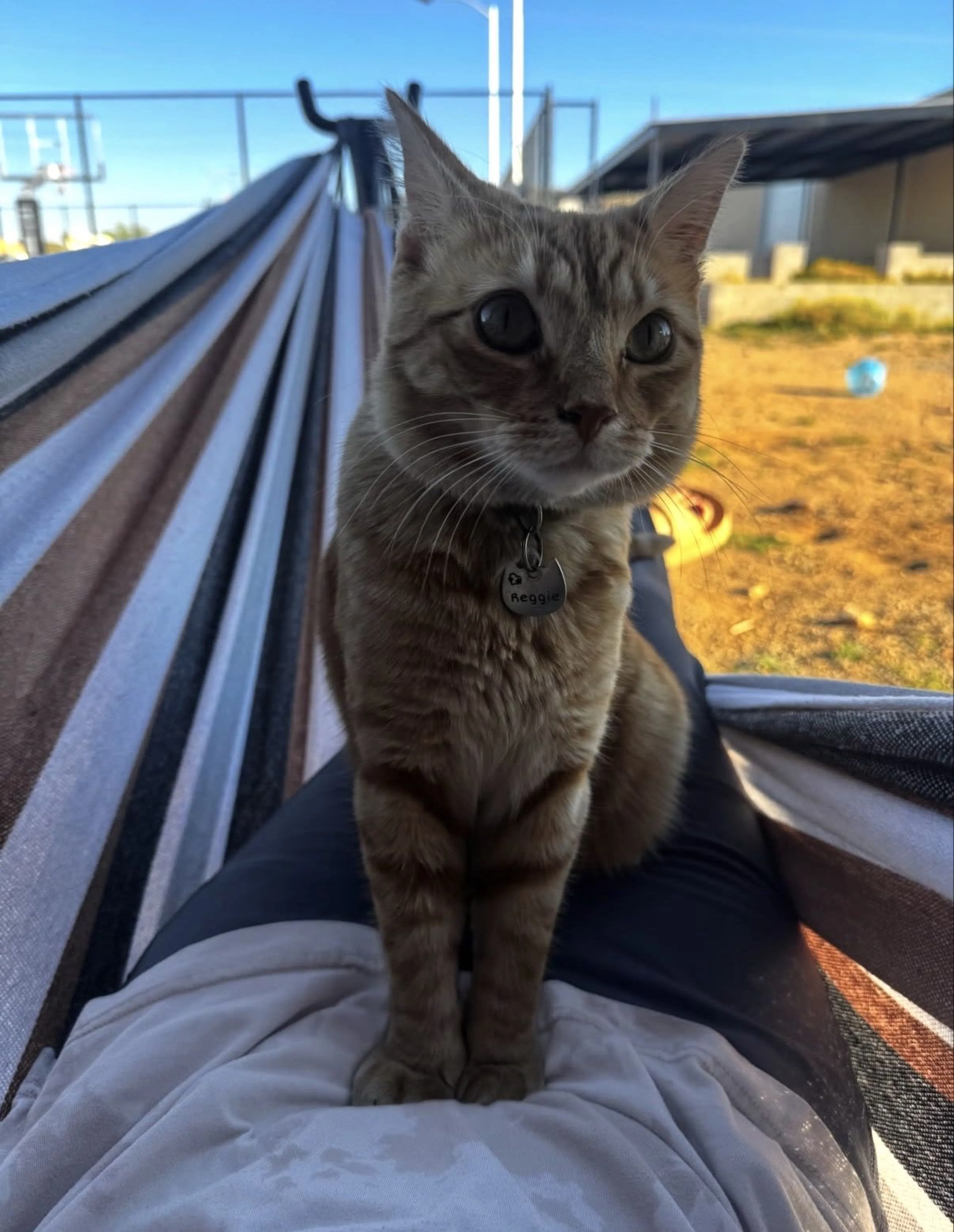 Lost pet-0