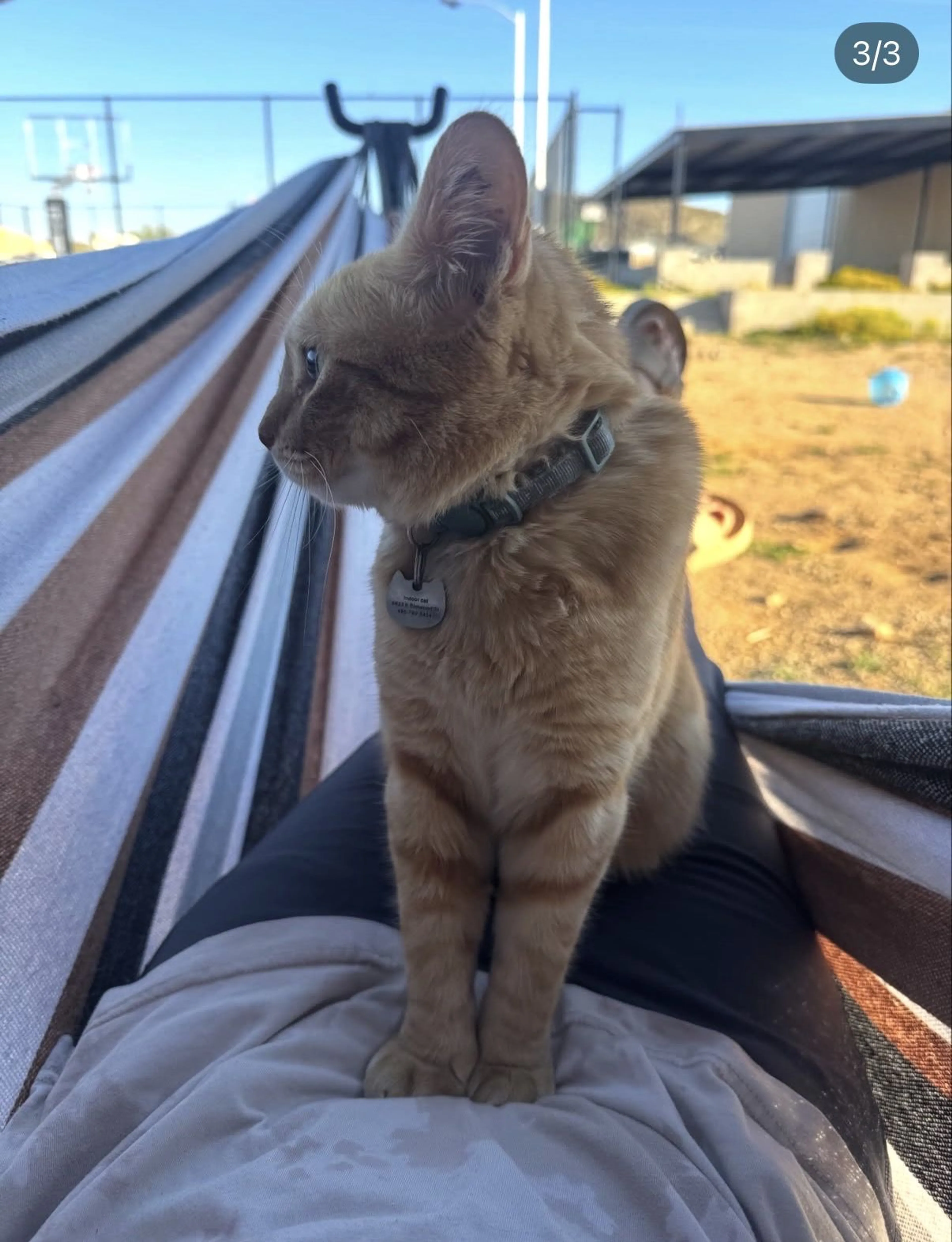 Lost pet-1