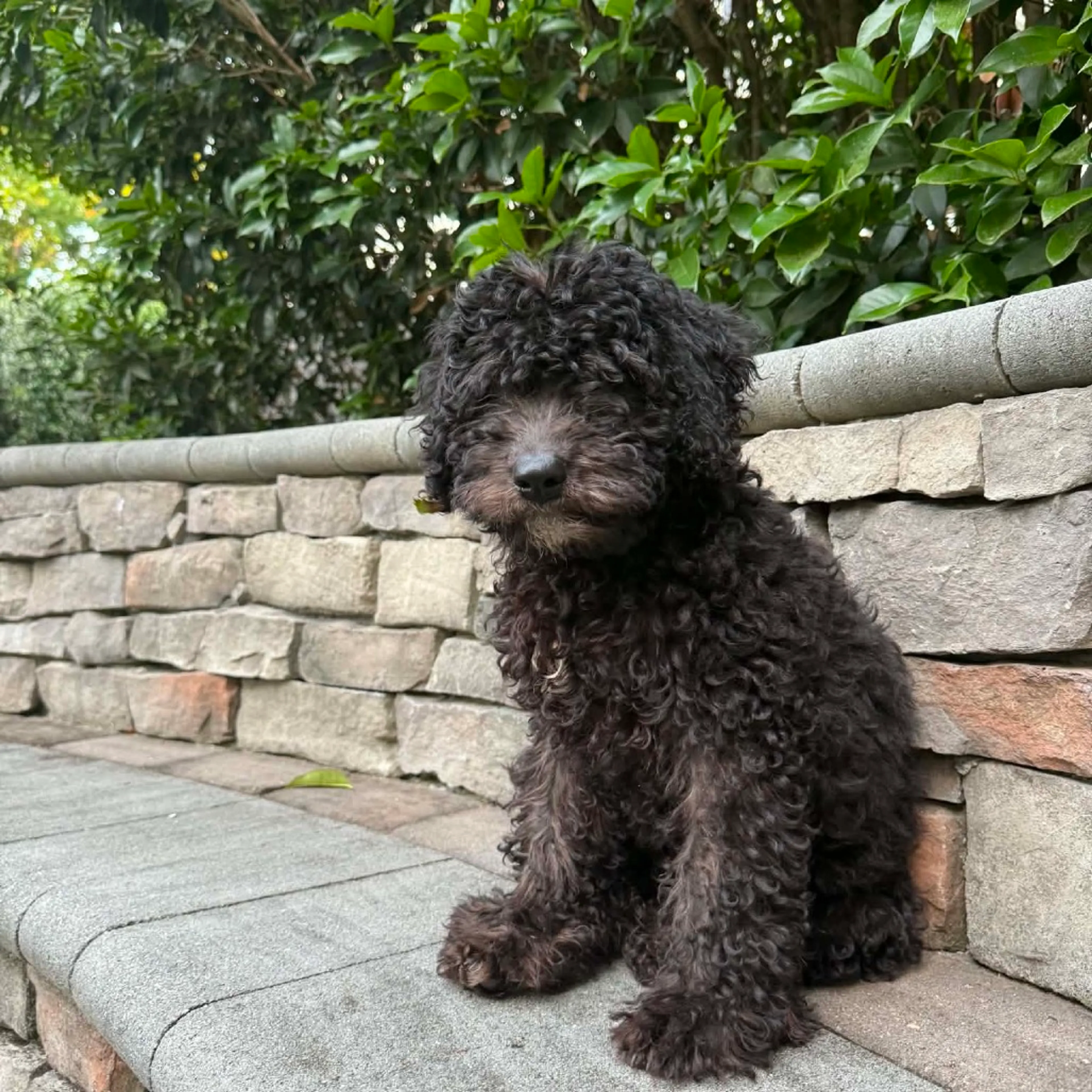 Found pet-3