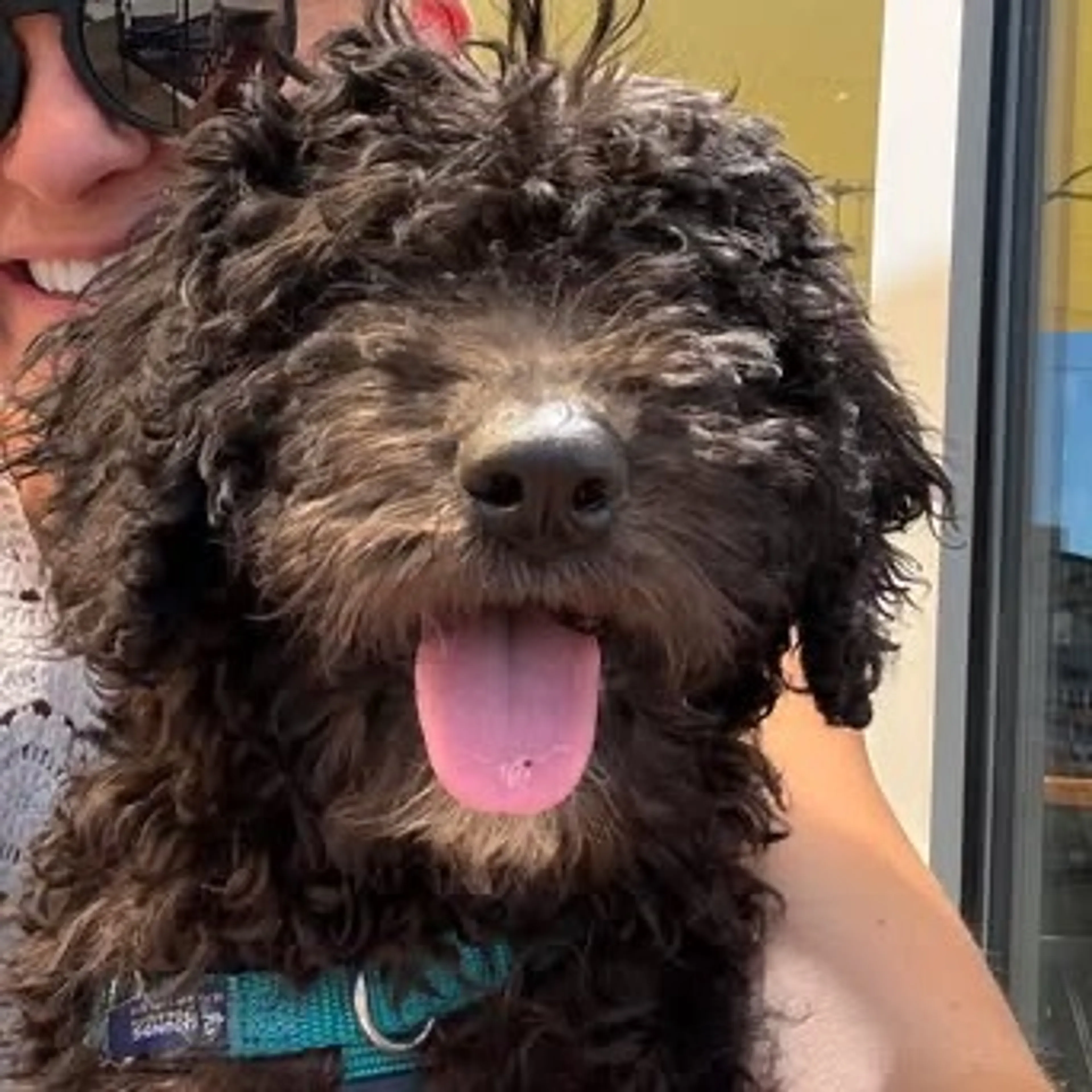 Found pet-1