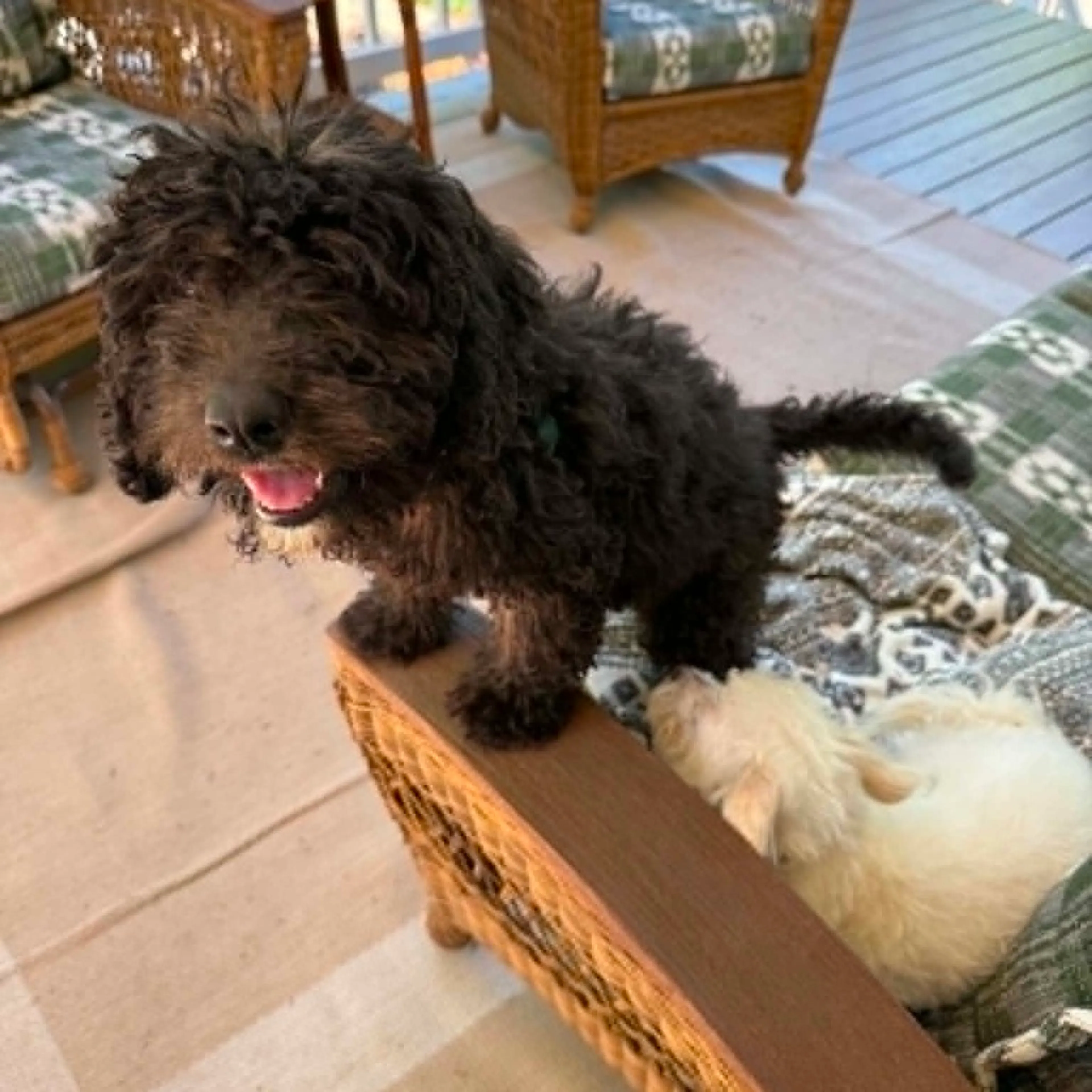 Found pet-2