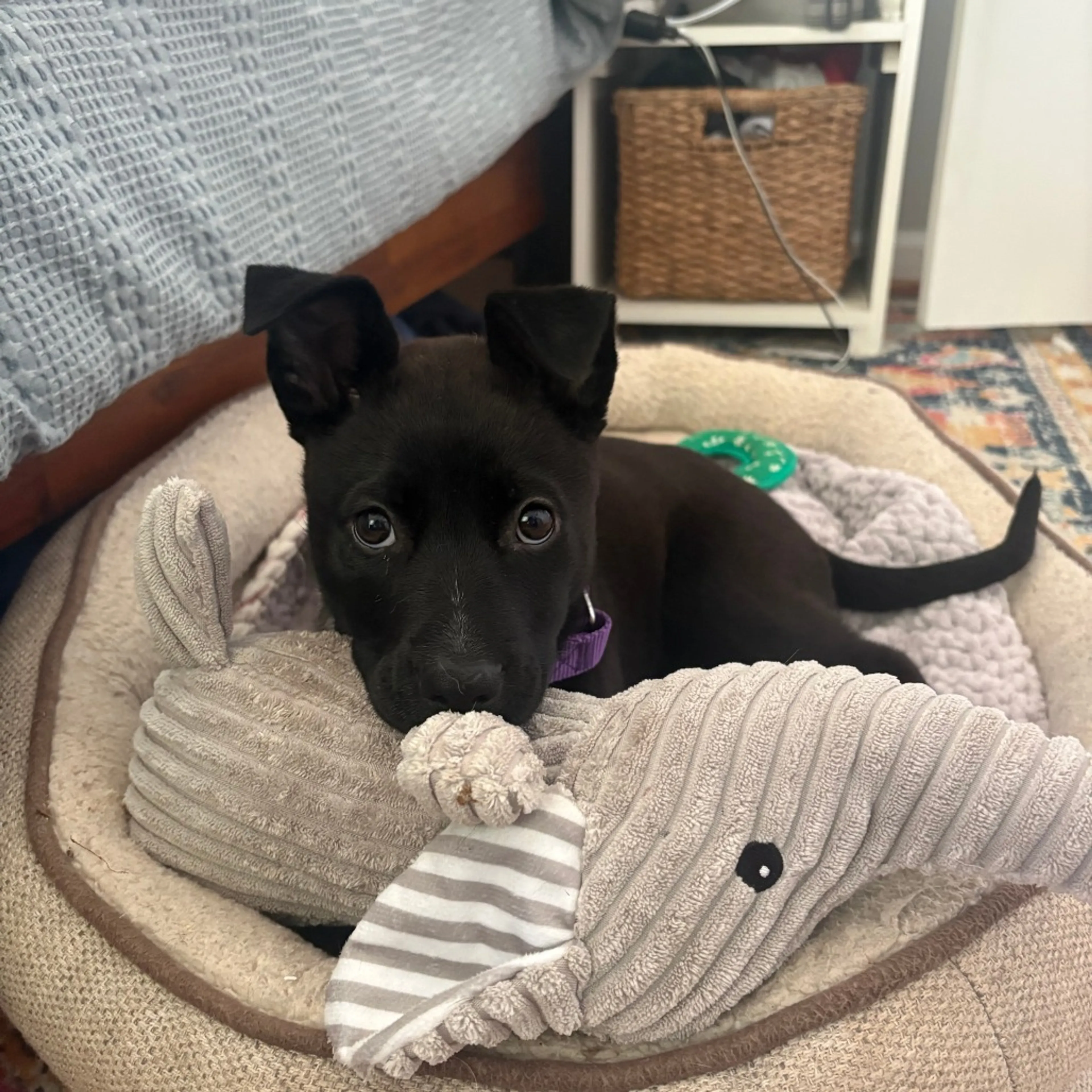 Found pet-2