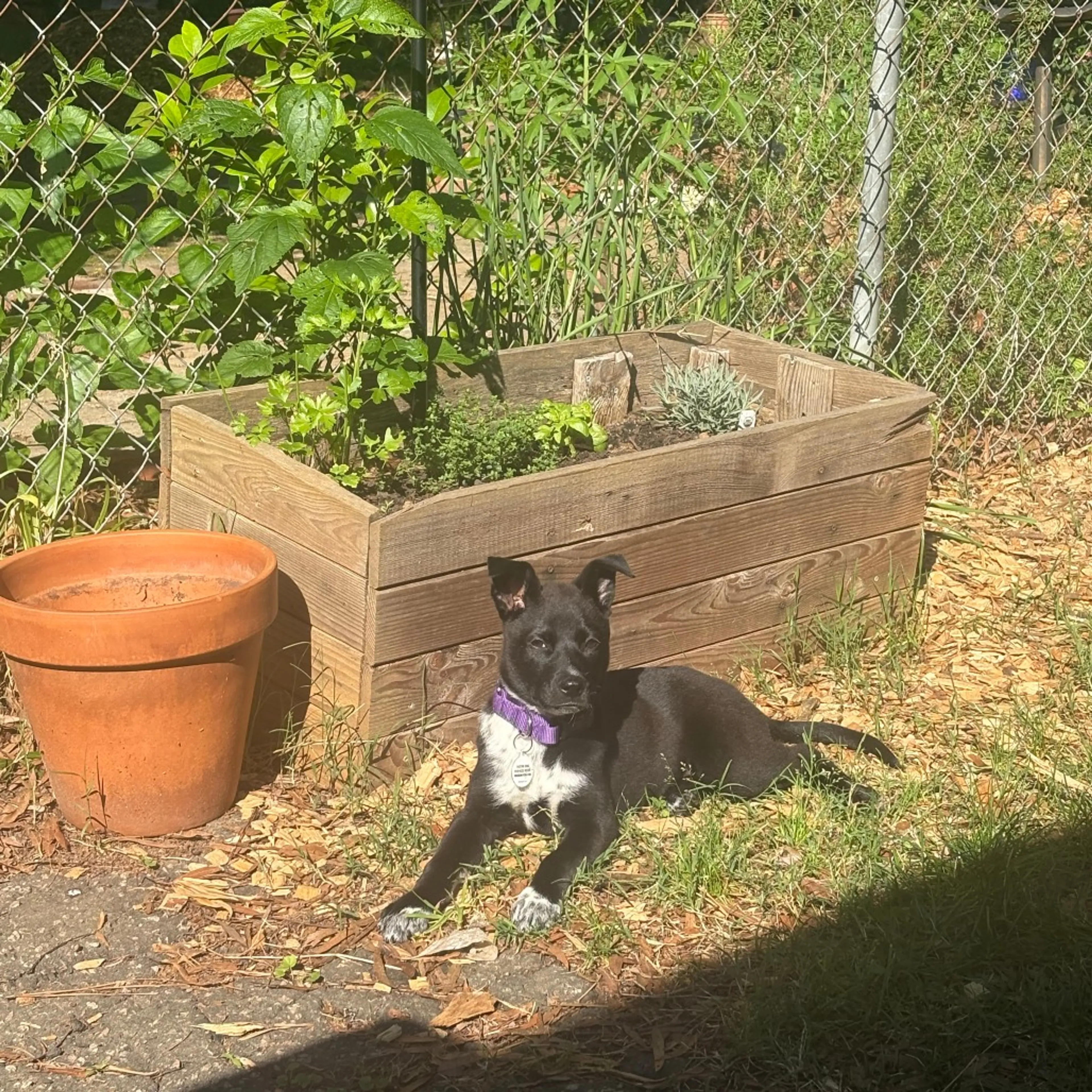 Found pet-1